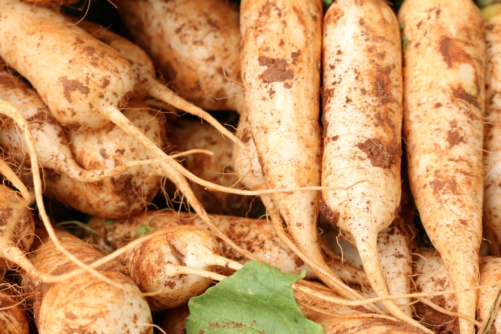 Canon EOS 70D sample photo. Radish, vegetable, vitamin photography