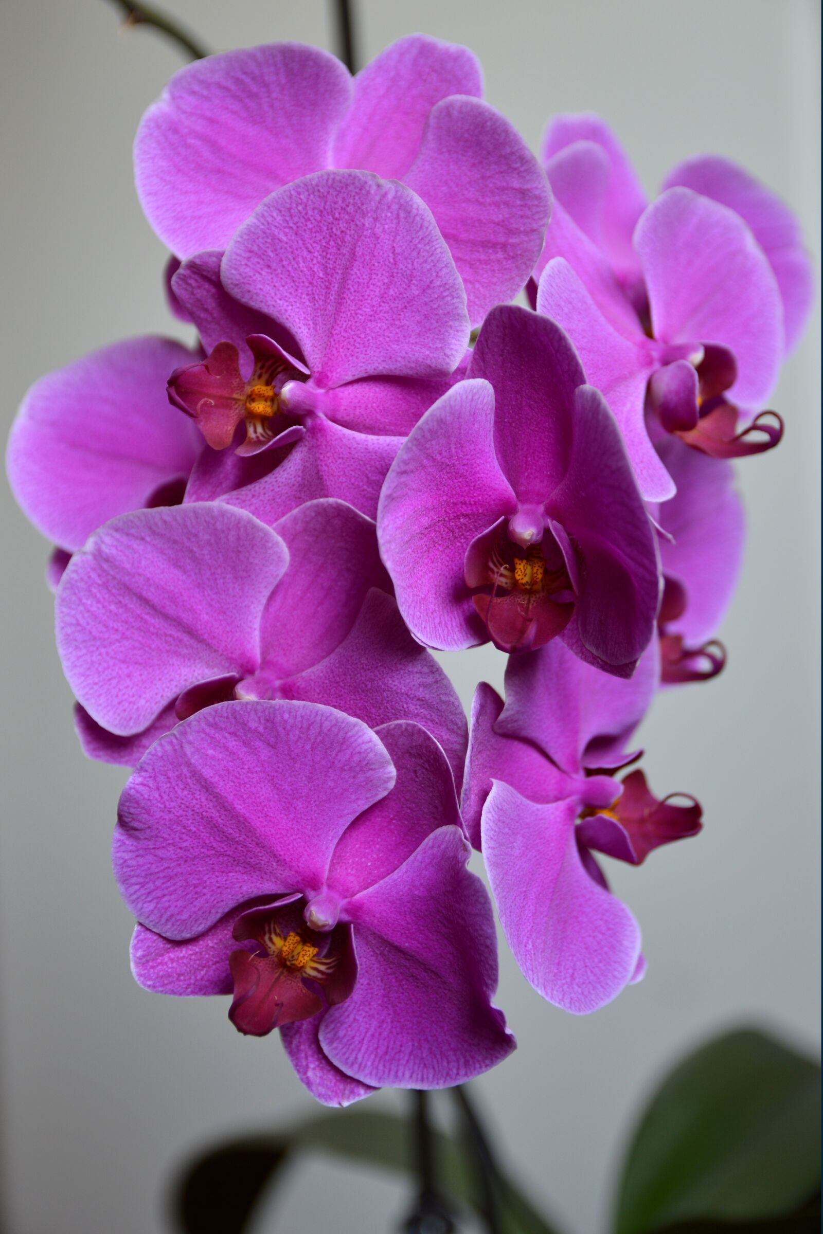 Nikon D3200 sample photo. Orchid, flower, plant photography
