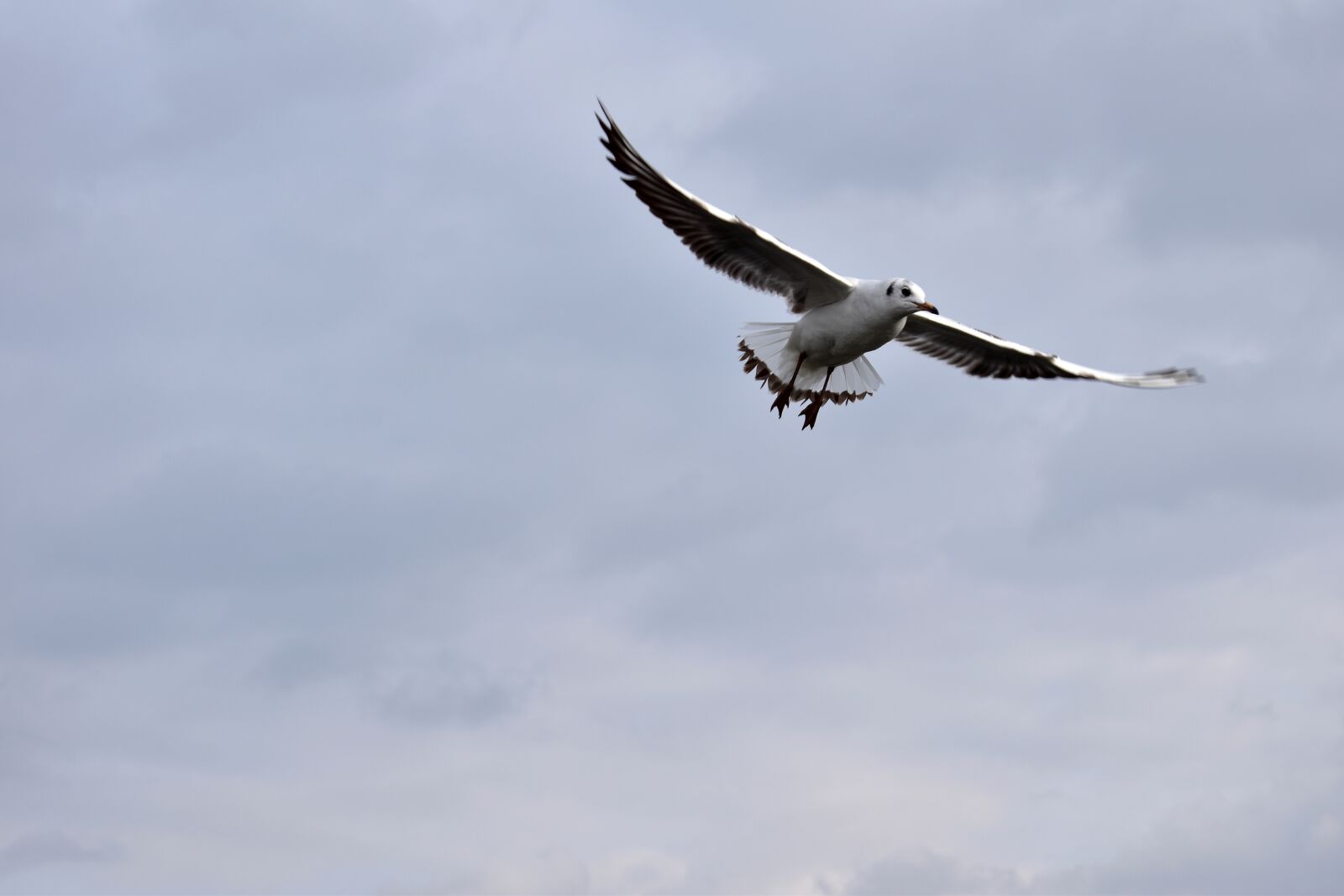 Nikon D5500 sample photo. Bird, the seagull, flying photography