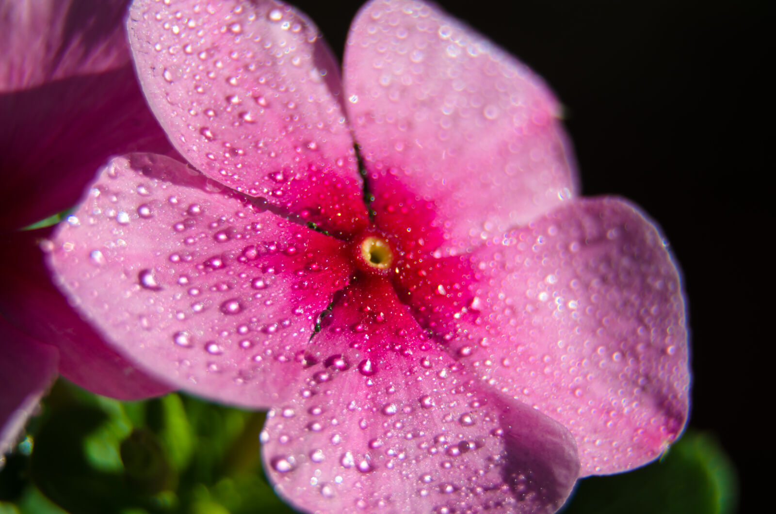 Nikon D5100 sample photo