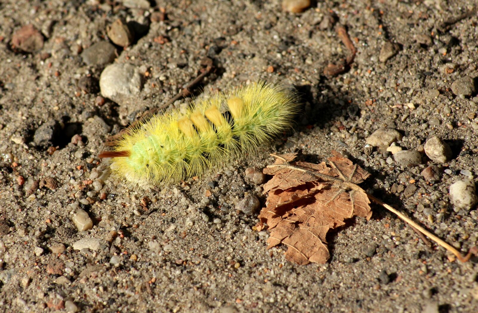 Canon EOS 1200D (EOS Rebel T5 / EOS Kiss X70 / EOS Hi) sample photo. Caterpillar, calliteara pudibunda, insect photography