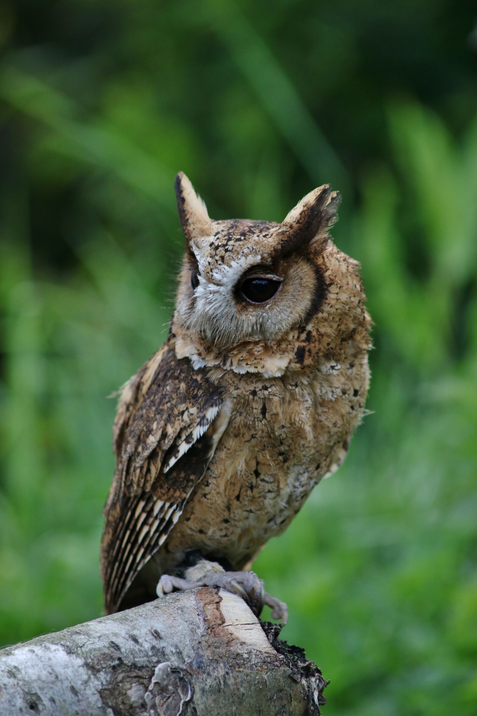 Canon EOS 750D (EOS Rebel T6i / EOS Kiss X8i) sample photo. Owl, small owl, cute photography