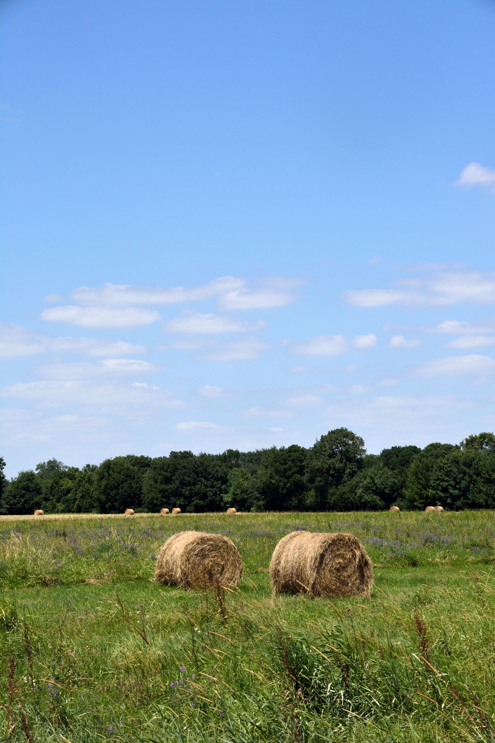 Nikon D5200 sample photo. Landscape, green, meadow photography