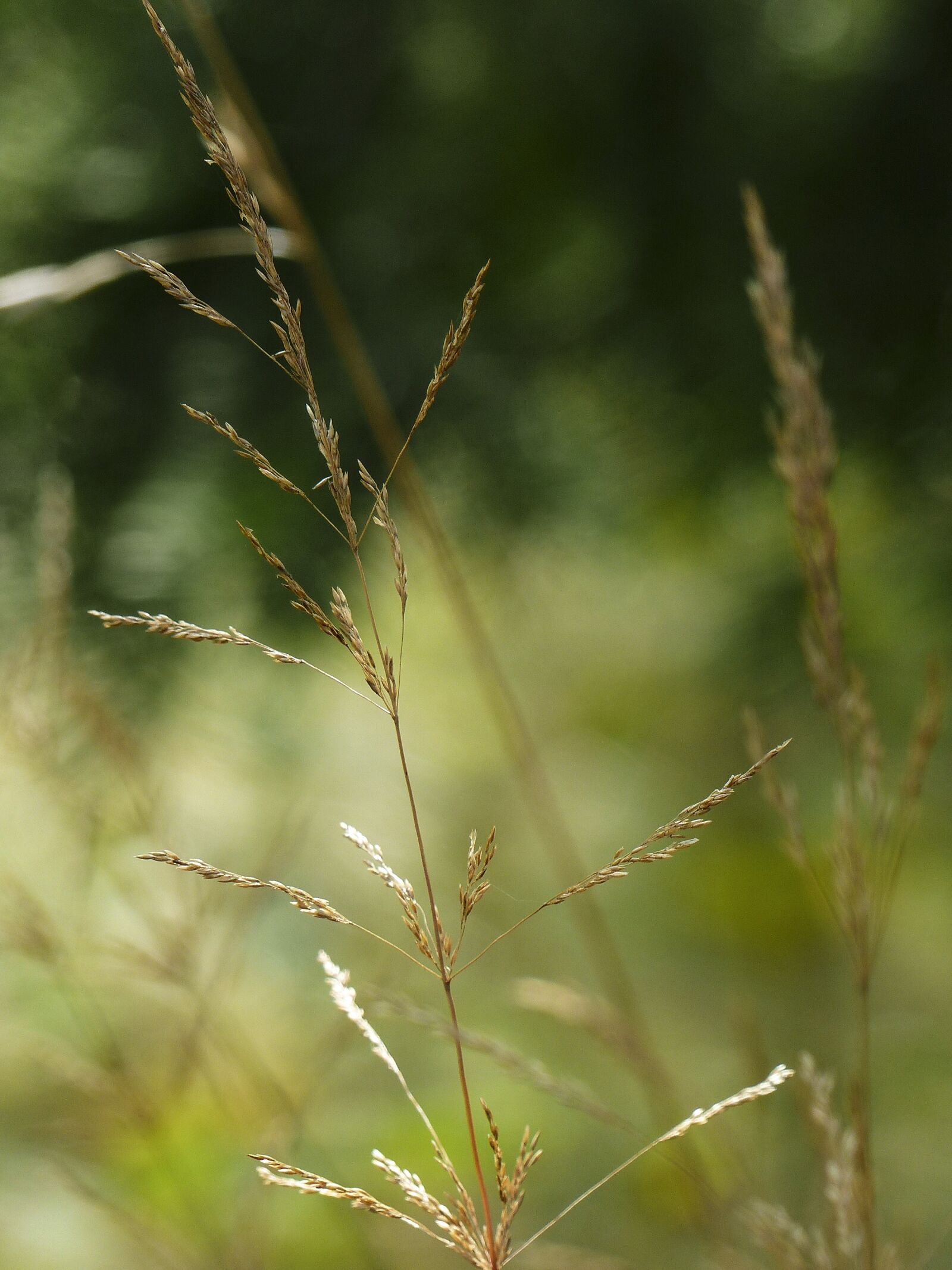 Panasonic Lumix DMC-FZ200 sample photo. Grass, meadow, macro photography
