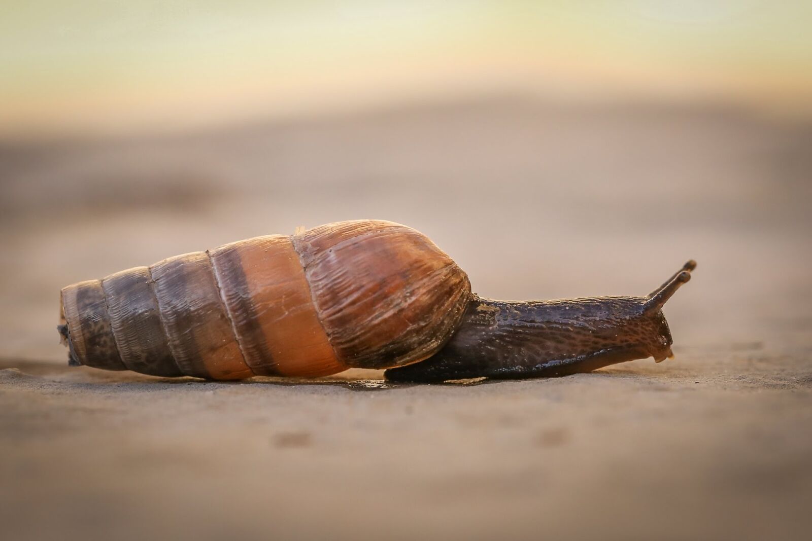 Canon EF 100mm F2.8L Macro IS USM sample photo. Shellfish, slowly, bauchfuesser photography