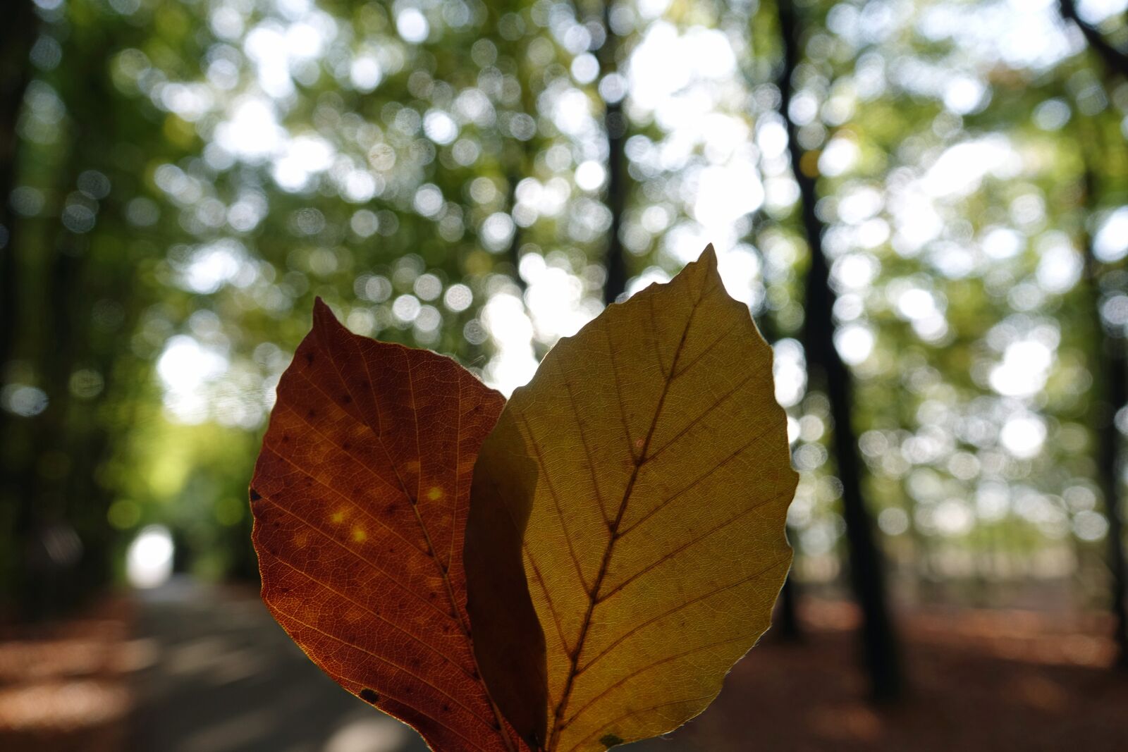 Sony Cyber-shot DSC-RX10 III sample photo. Autumn, autumn leaf, autumn photography