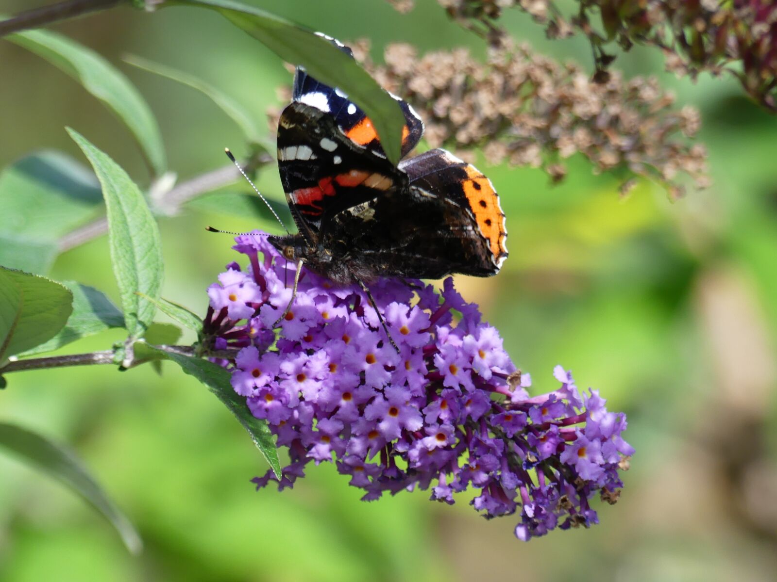 Panasonic Lumix DMC-FZ300 sample photo. Lilac, butterfly, summer photography