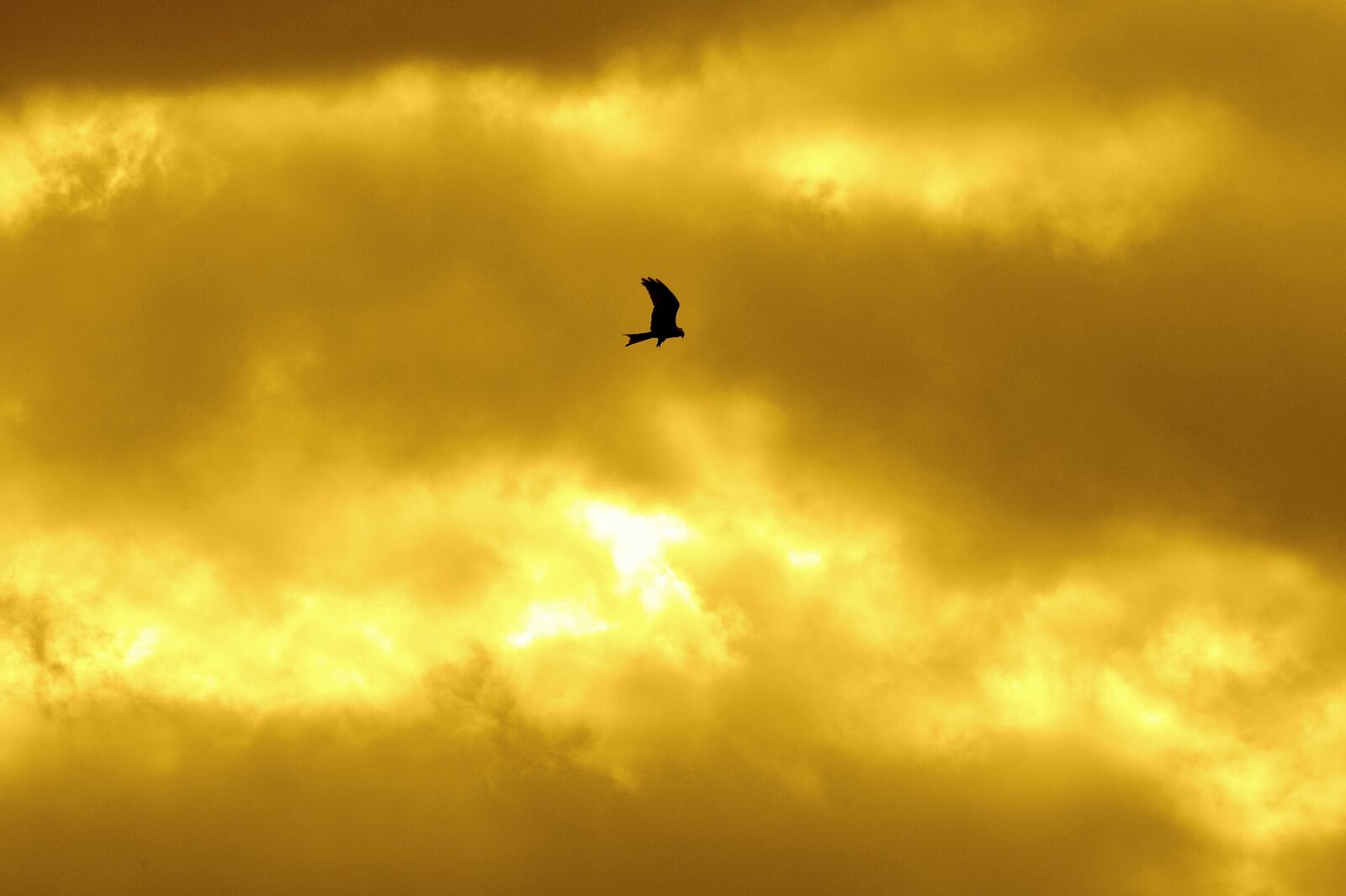 Pentax K-30 sample photo. Sky, milan, bird photography