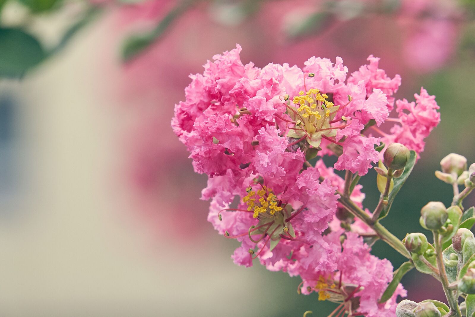 Sony FE 24-240mm F3.5-6.3 OSS sample photo. Lagerstroemia indica, vintage, summer photography