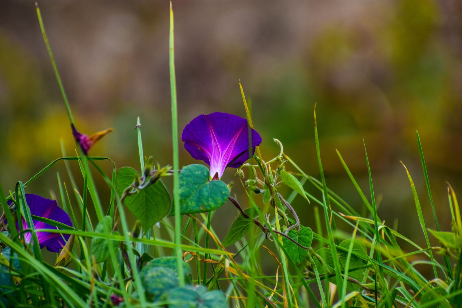 Nikon D3400 sample photo. Flower, violet, purple photography