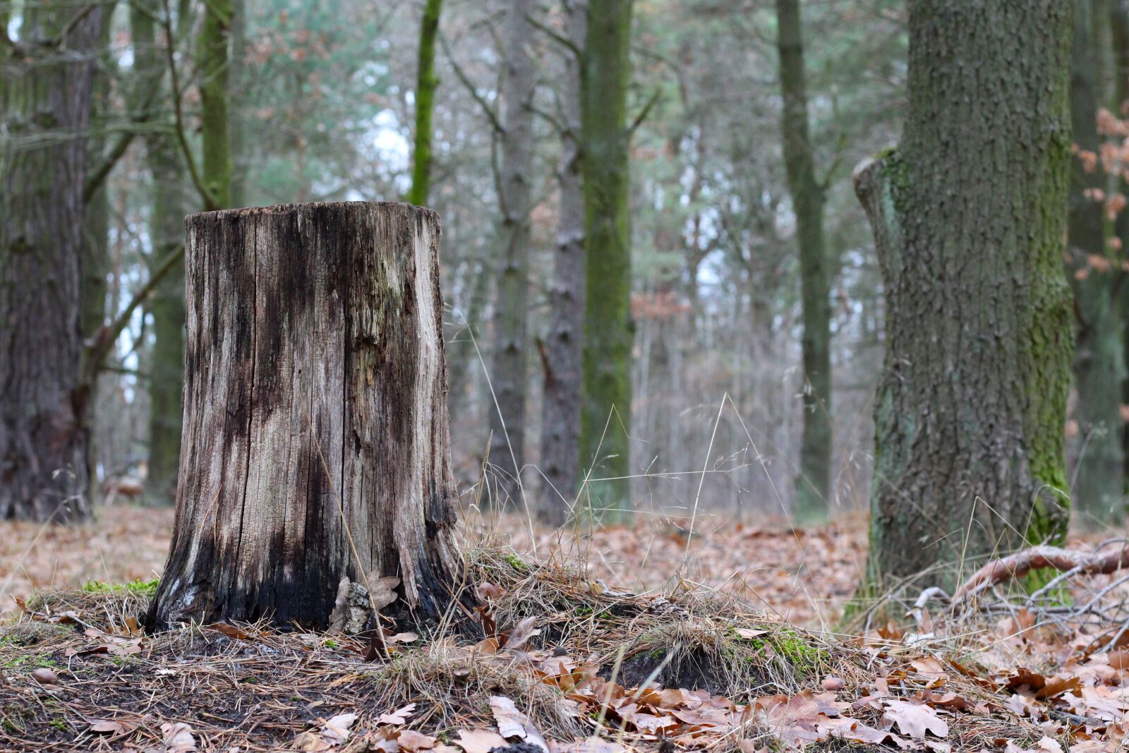 Canon EOS 700D (EOS Rebel T5i / EOS Kiss X7i) + Canon EF 50mm F1.8 STM sample photo. Tree, log, winter photography