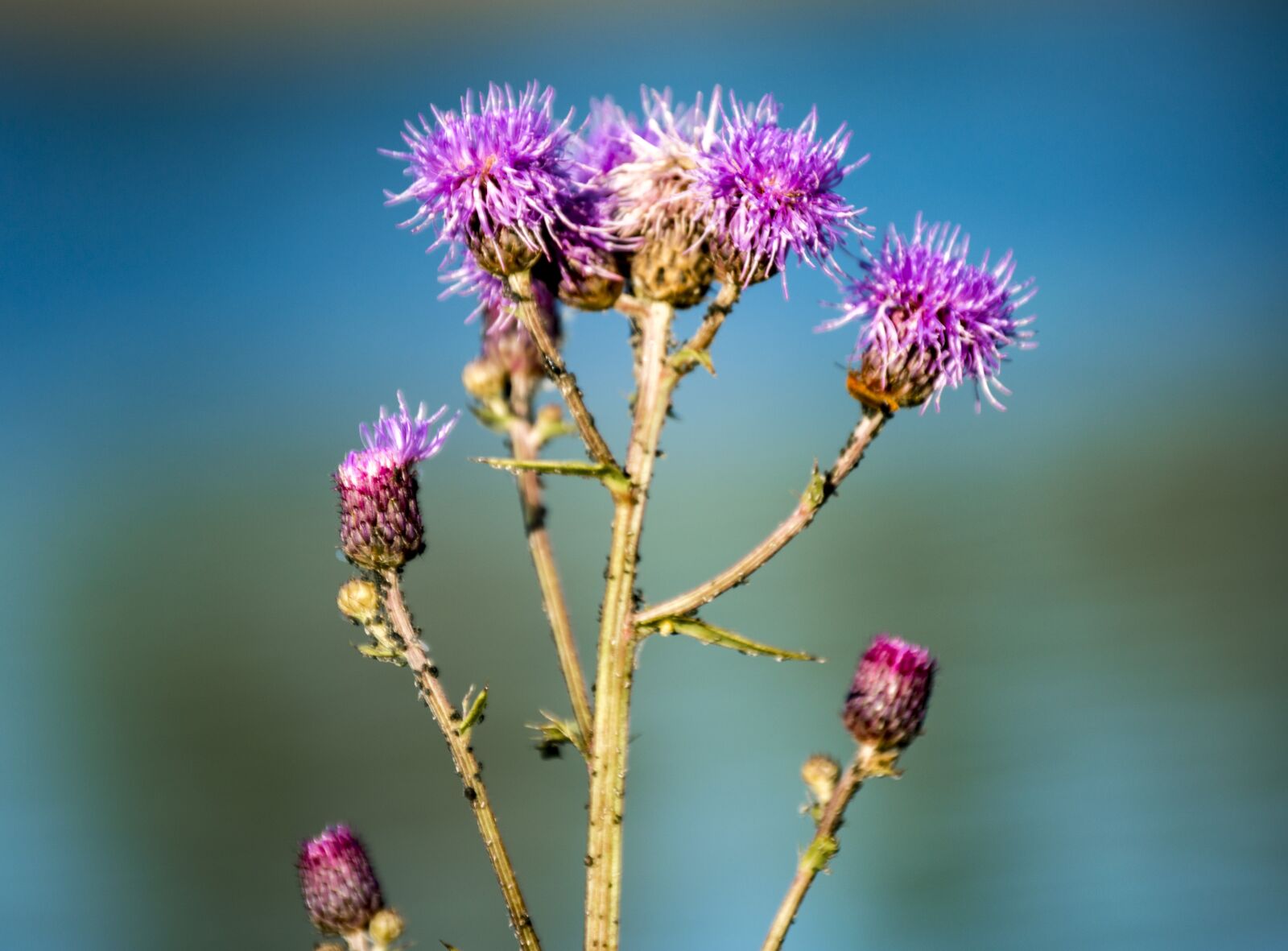 Nikon D3200 sample photo. Thistle, flower, plant photography