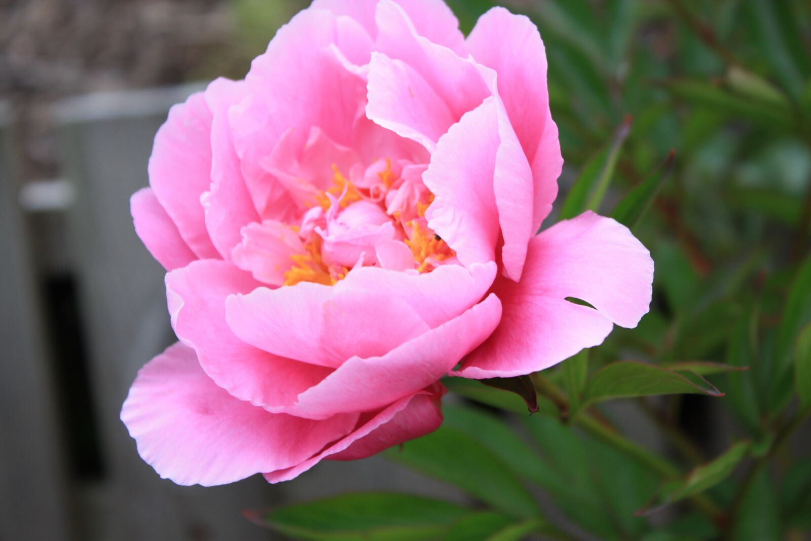Canon EOS 450D (EOS Rebel XSi / EOS Kiss X2) sample photo. Rhododendron, pink, flower photography