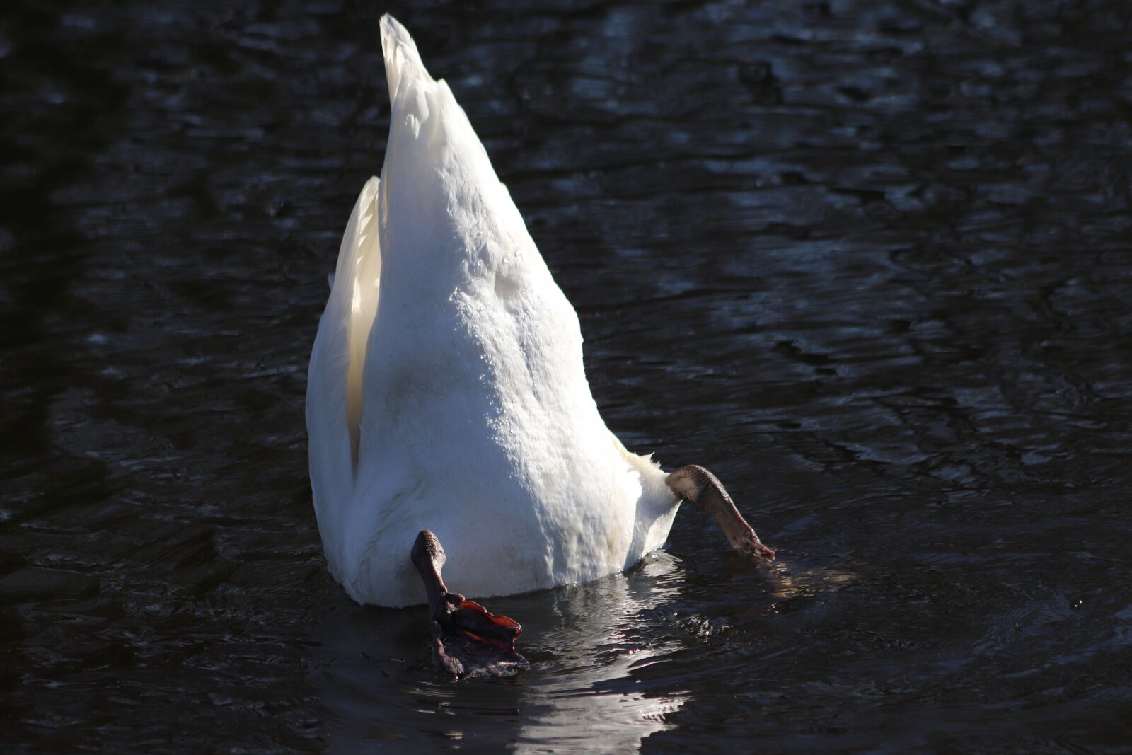 Canon EOS 77D (EOS 9000D / EOS 770D) sample photo. Swan, mute swan, diving photography