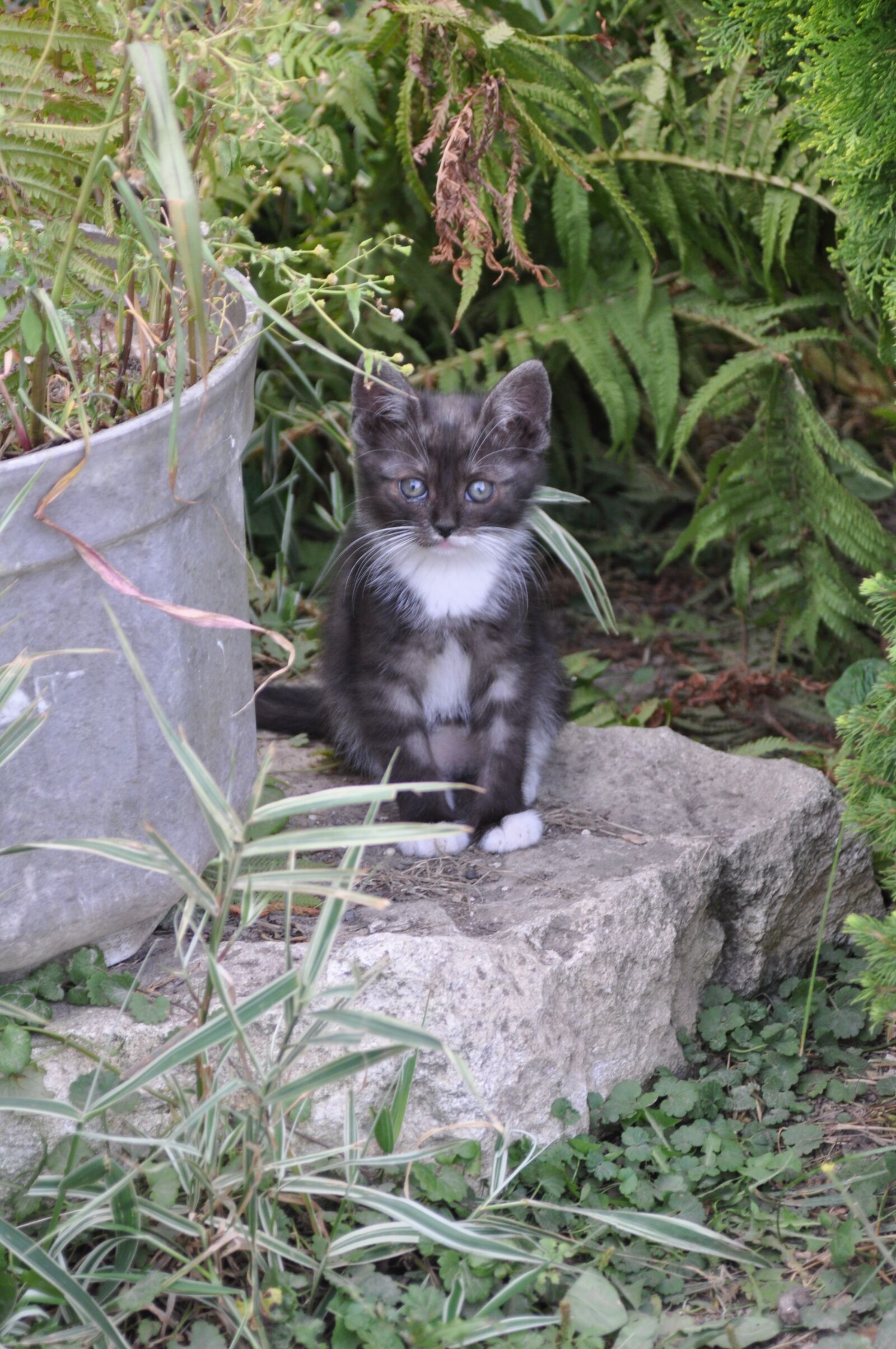 Nikon D90 sample photo. Nature, animals, at the photography