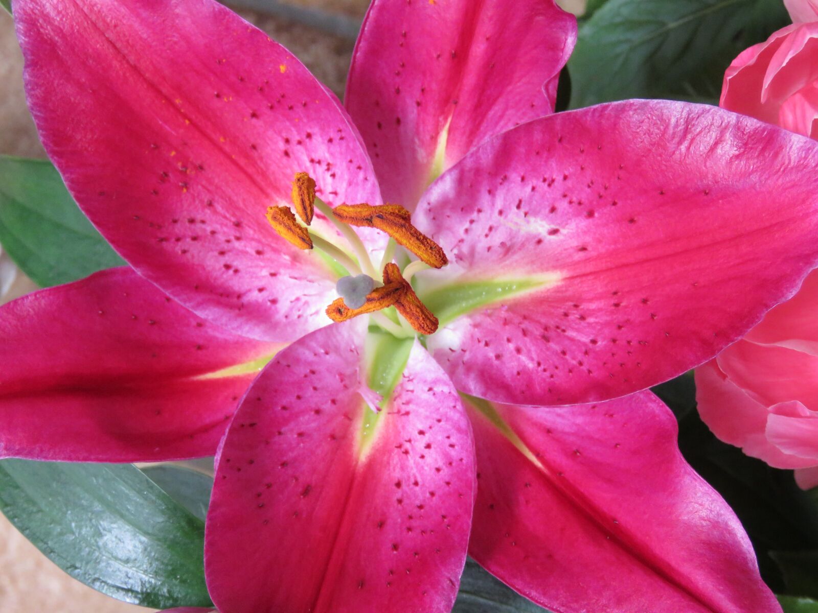 Canon PowerShot SX60 HS sample photo. Lily, pestle, stamen photography