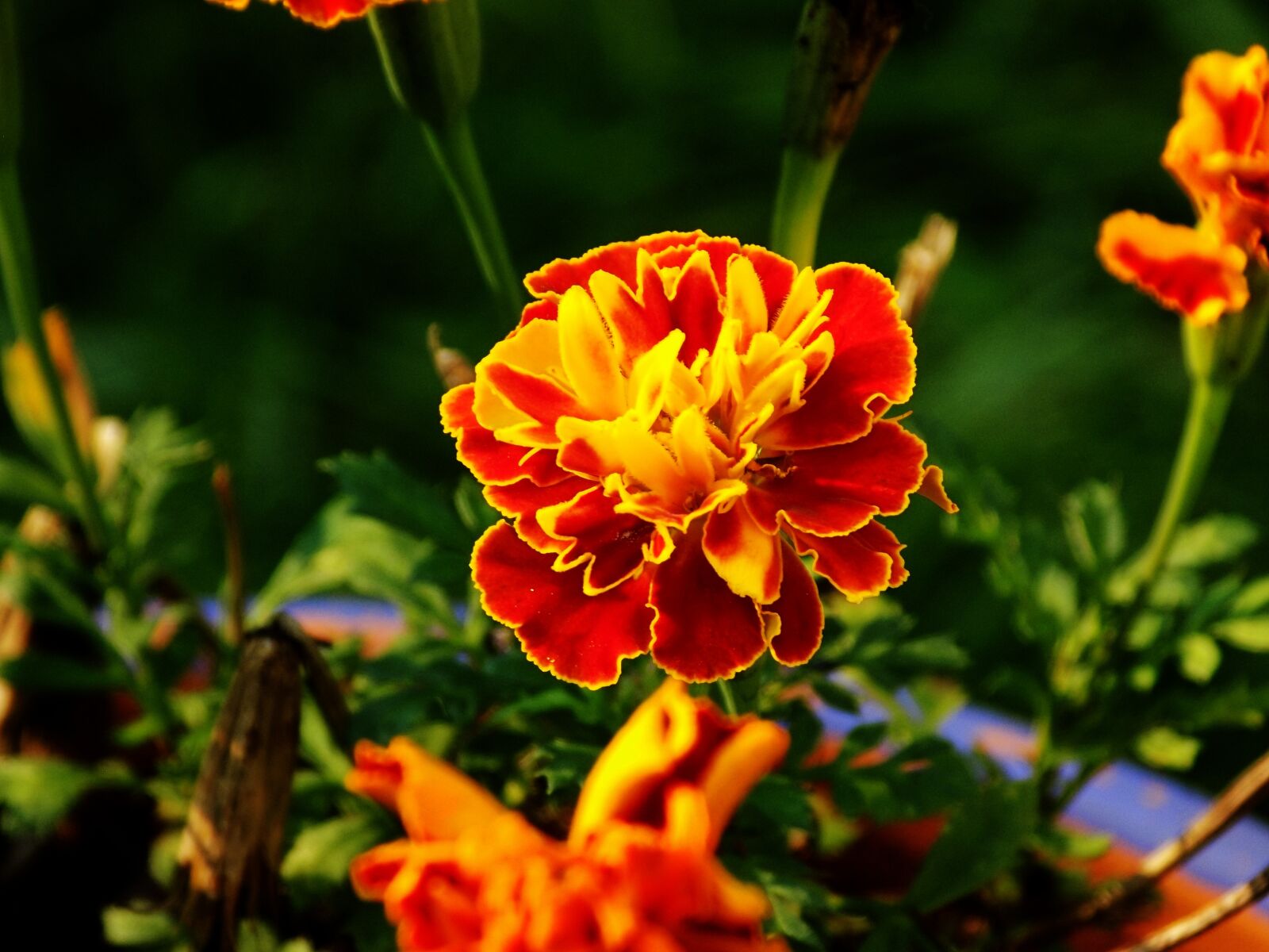 Nikon COOLPIX L340 sample photo. Marigold, flower, bloom photography