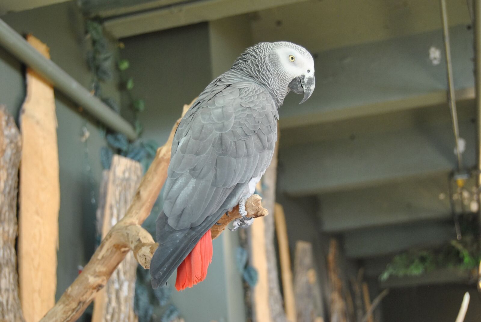 Nikon D3000 sample photo. African grey, parrot, grey photography
