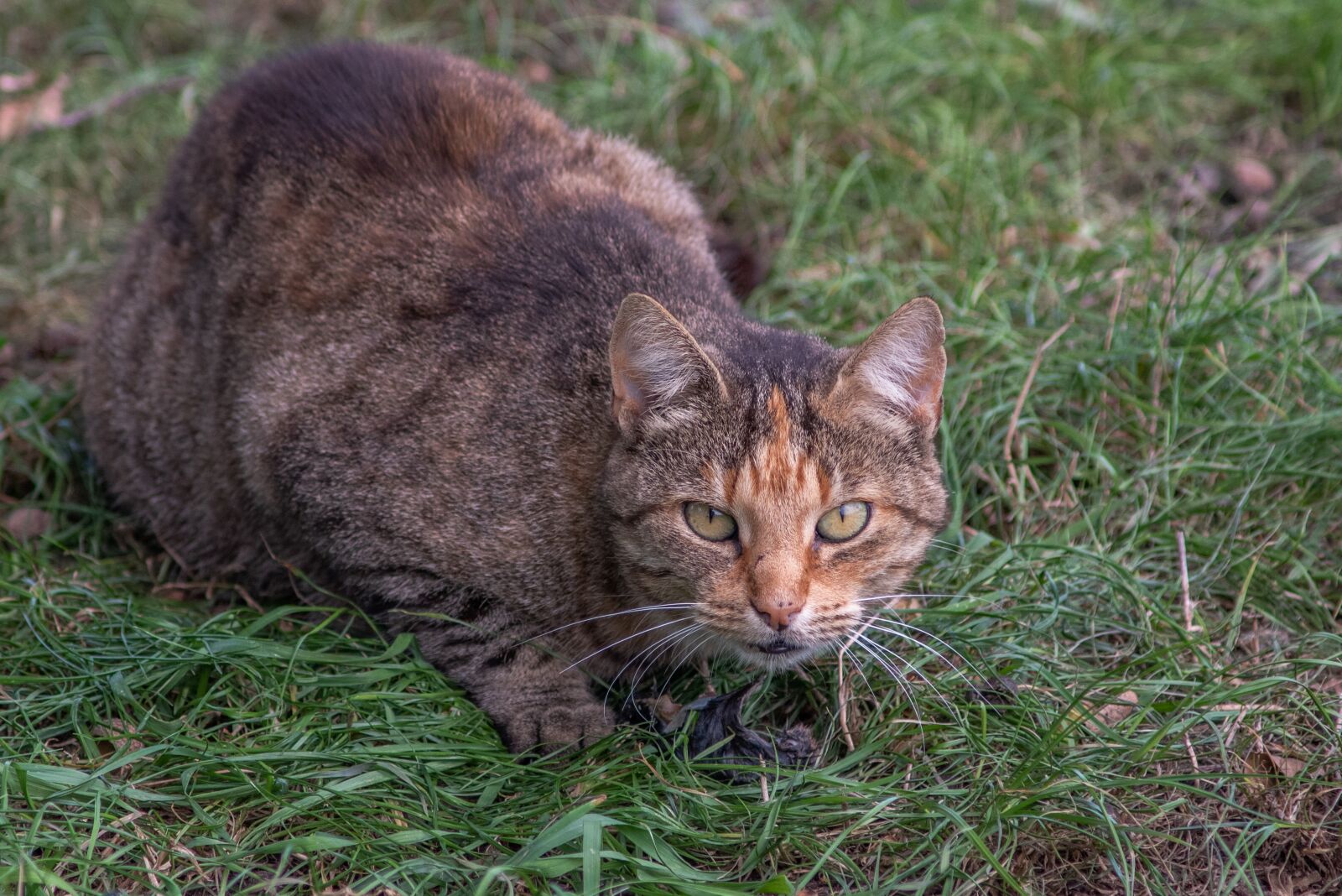 Nikon D750 sample photo. Cat, prey, animal photography