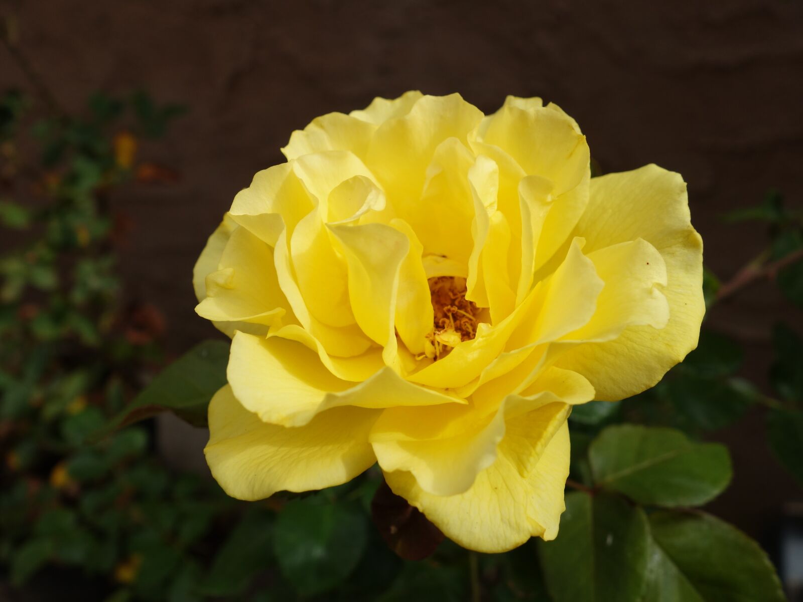 Sony Cyber-shot DSC-RX100 II sample photo. Yellow, rose, flower photography