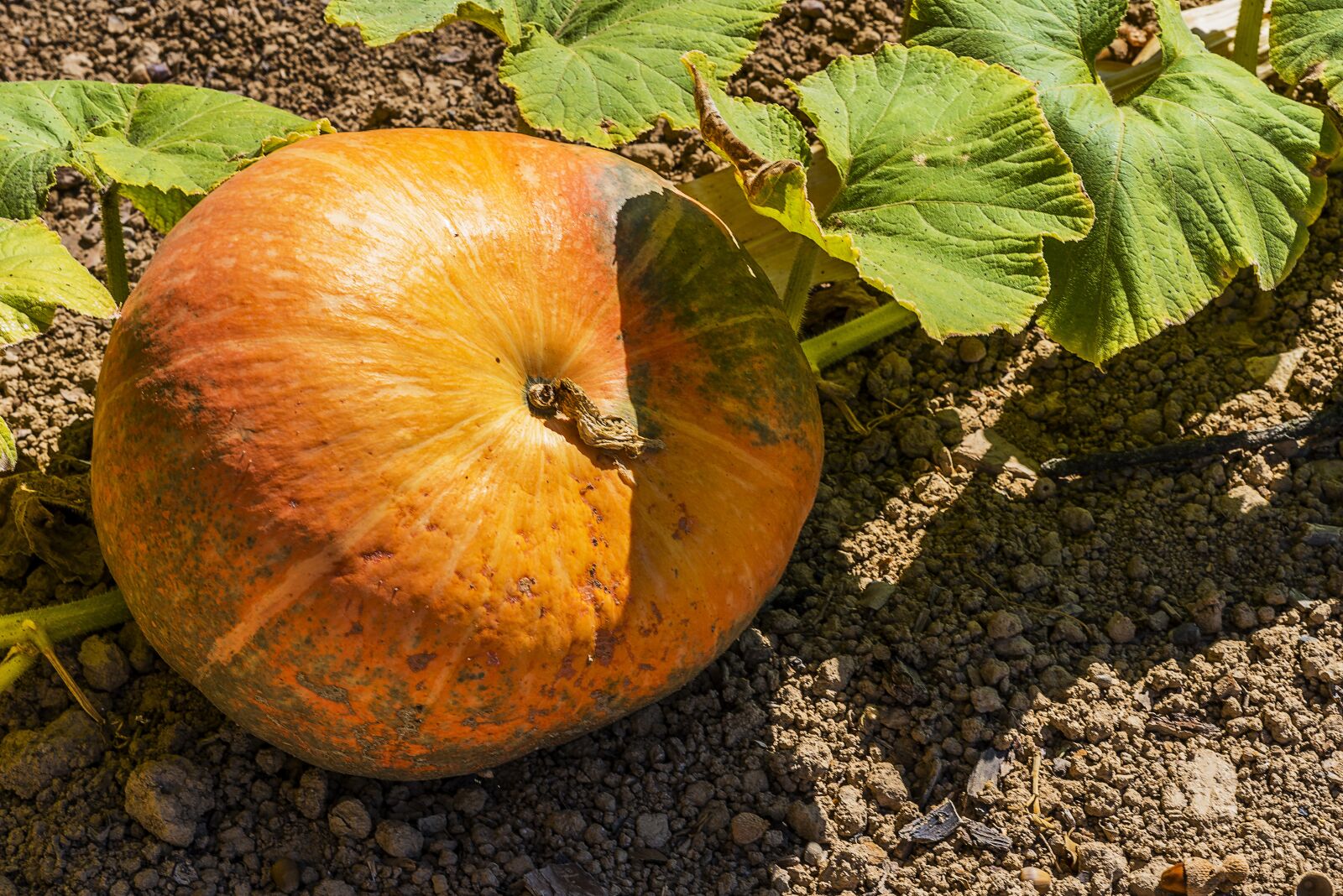 Nikon D750 sample photo. Pumpkin, decorative, green photography