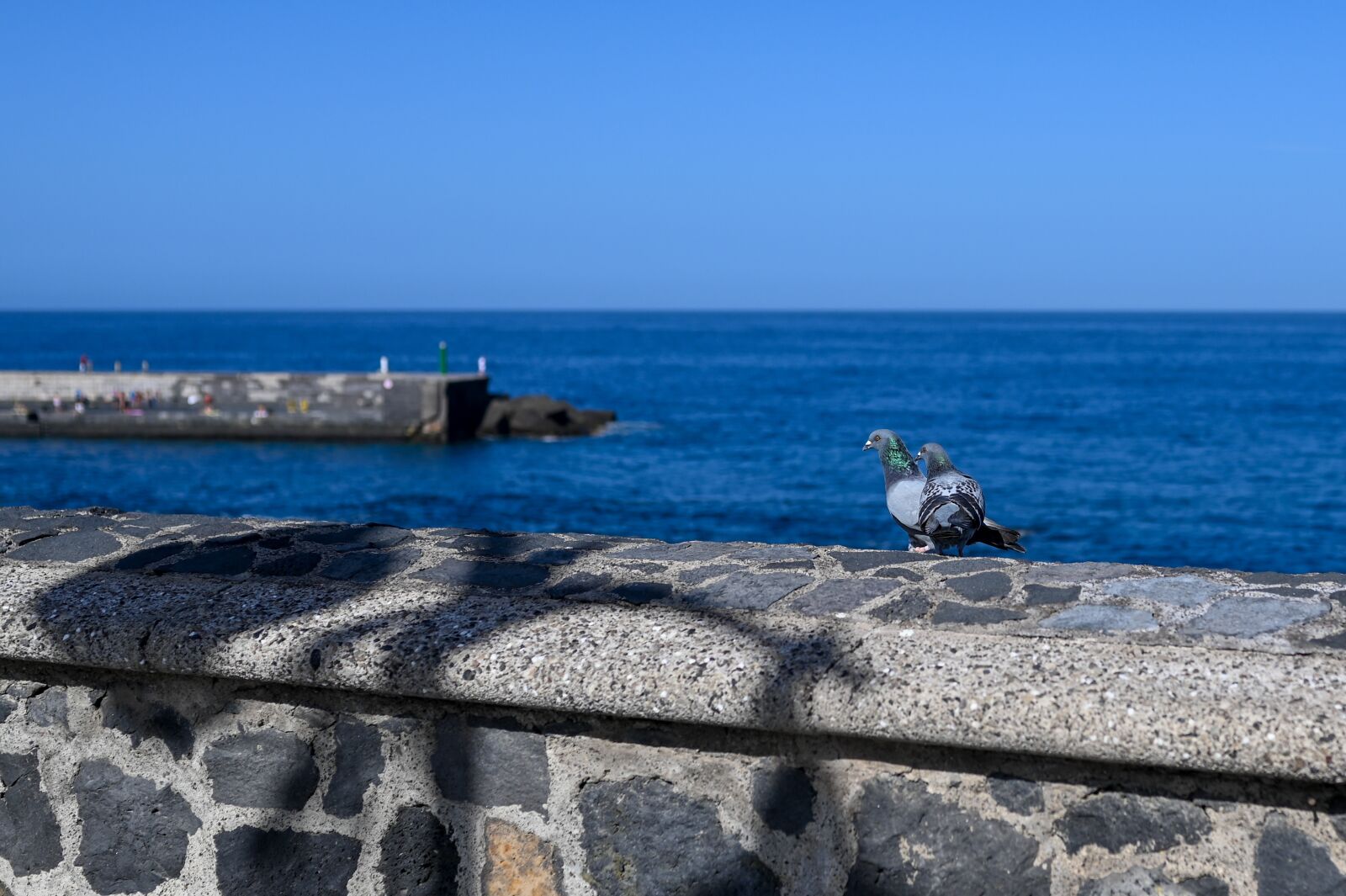 Nikon Z6 sample photo. Pigeons, sea, love photography