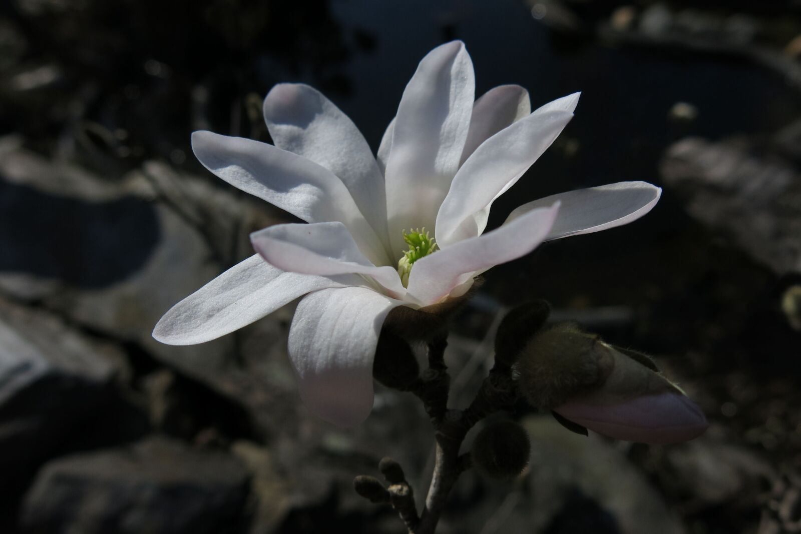 Canon PowerShot G15 sample photo. Star magnolia, magnolia, nature photography
