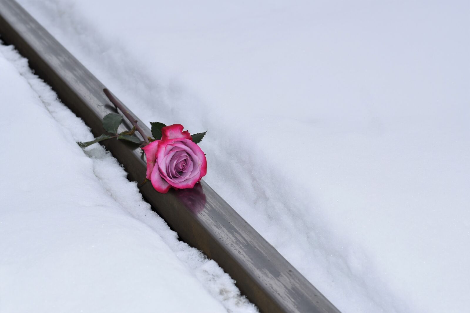 Nikon D5600 sample photo. Pink rose on railway photography