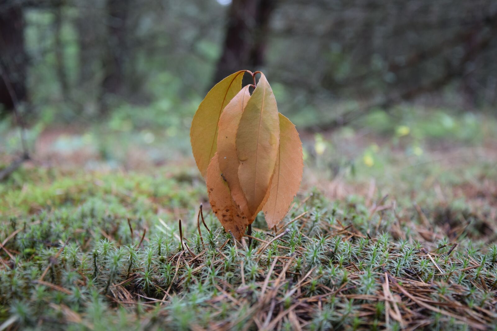 Nikon D5300 sample photo. Foliage, bush, plant photography