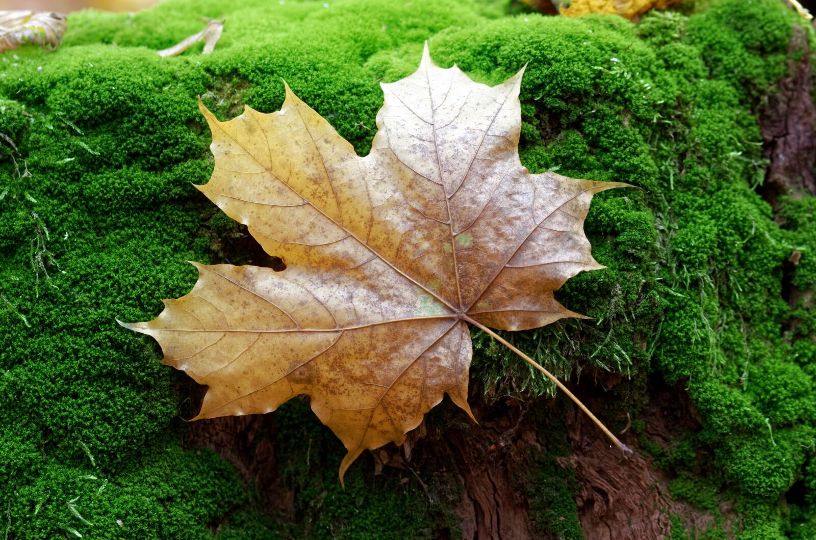 Nikon D5100 sample photo. Landscape, leaf, brown photography