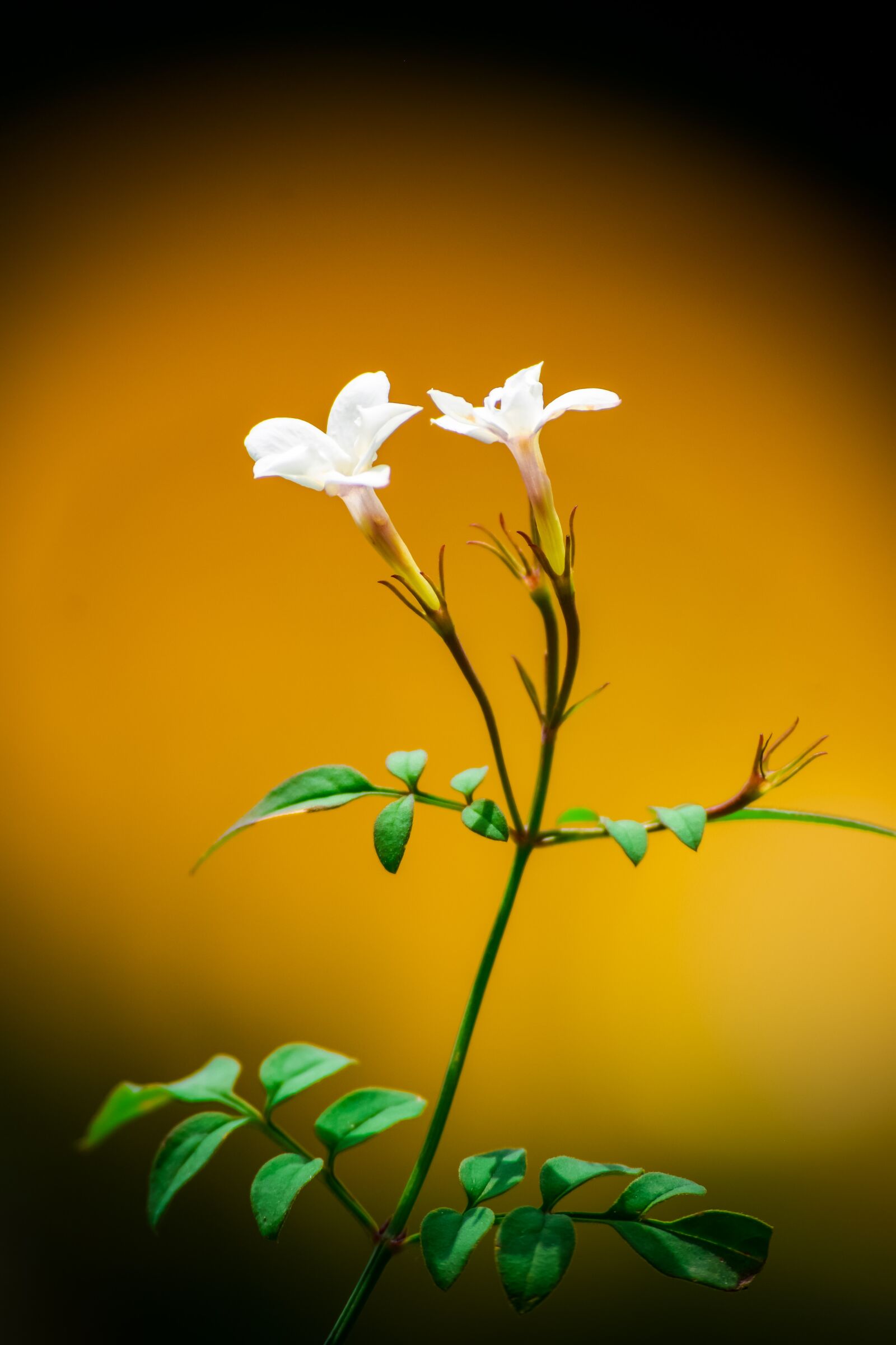 Nikon D5300 sample photo. The national flower of photography