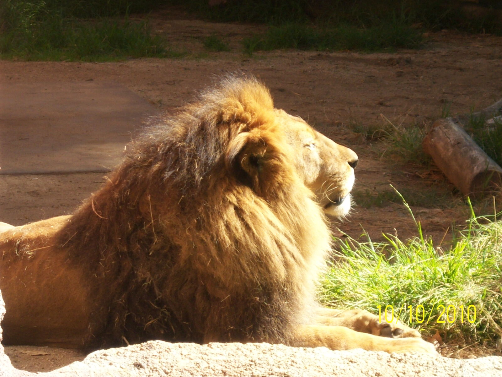 Kodak EASYSHARE V803 ZOOM DIGITAL CAMERA sample photo. Lion, relaxing, by, lake photography