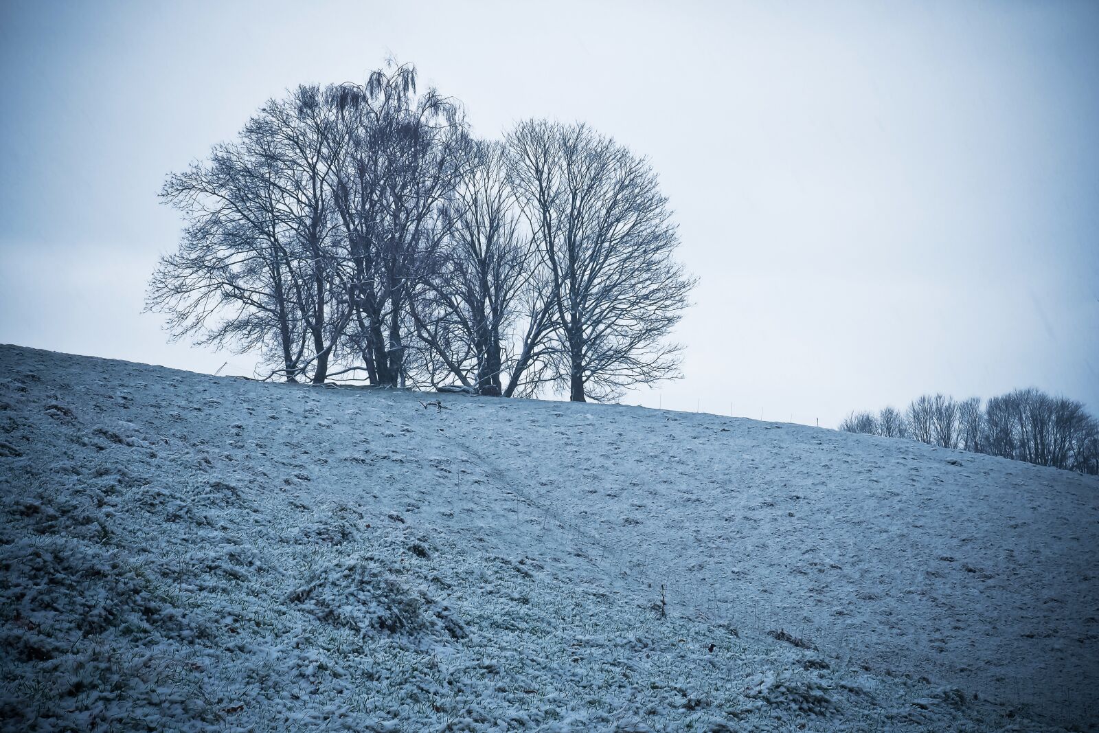 Olympus OM-D E-M10 sample photo. Nature, landscape, trees photography