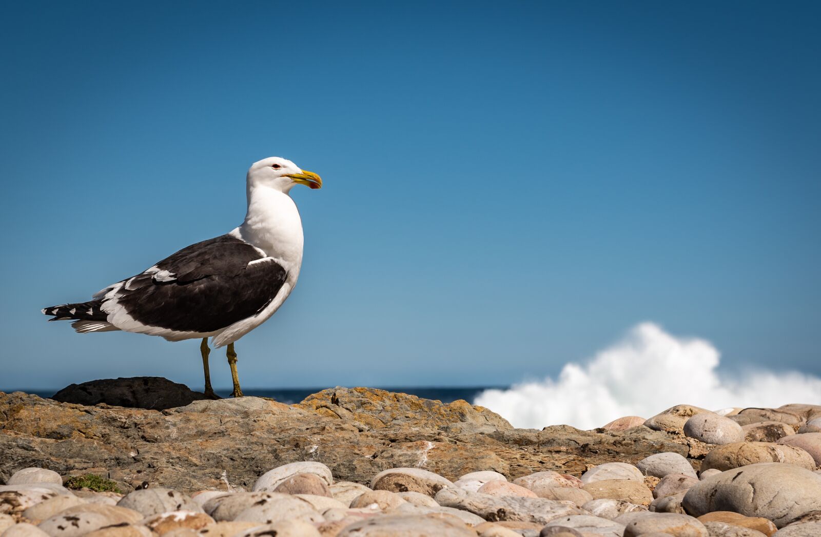 Nikon D750 sample photo. Seagull, coast, surf photography