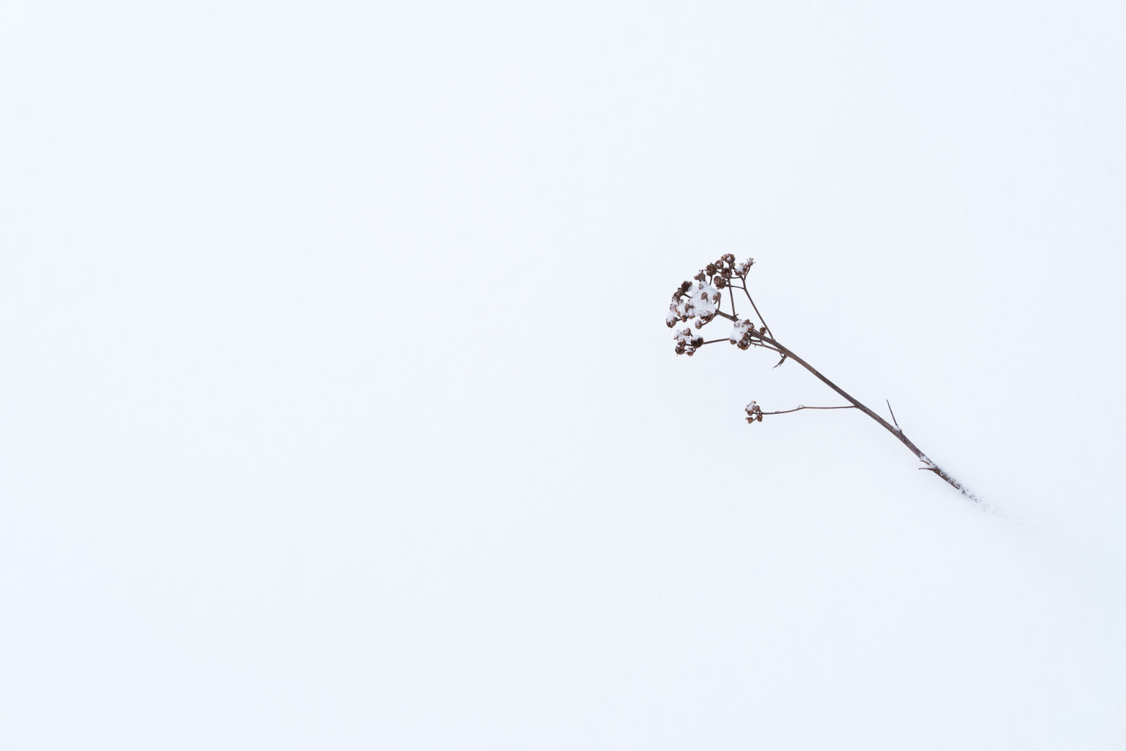 Sigma 50mm F1.4 DG DN Art sample photo. Snow covered last season photography