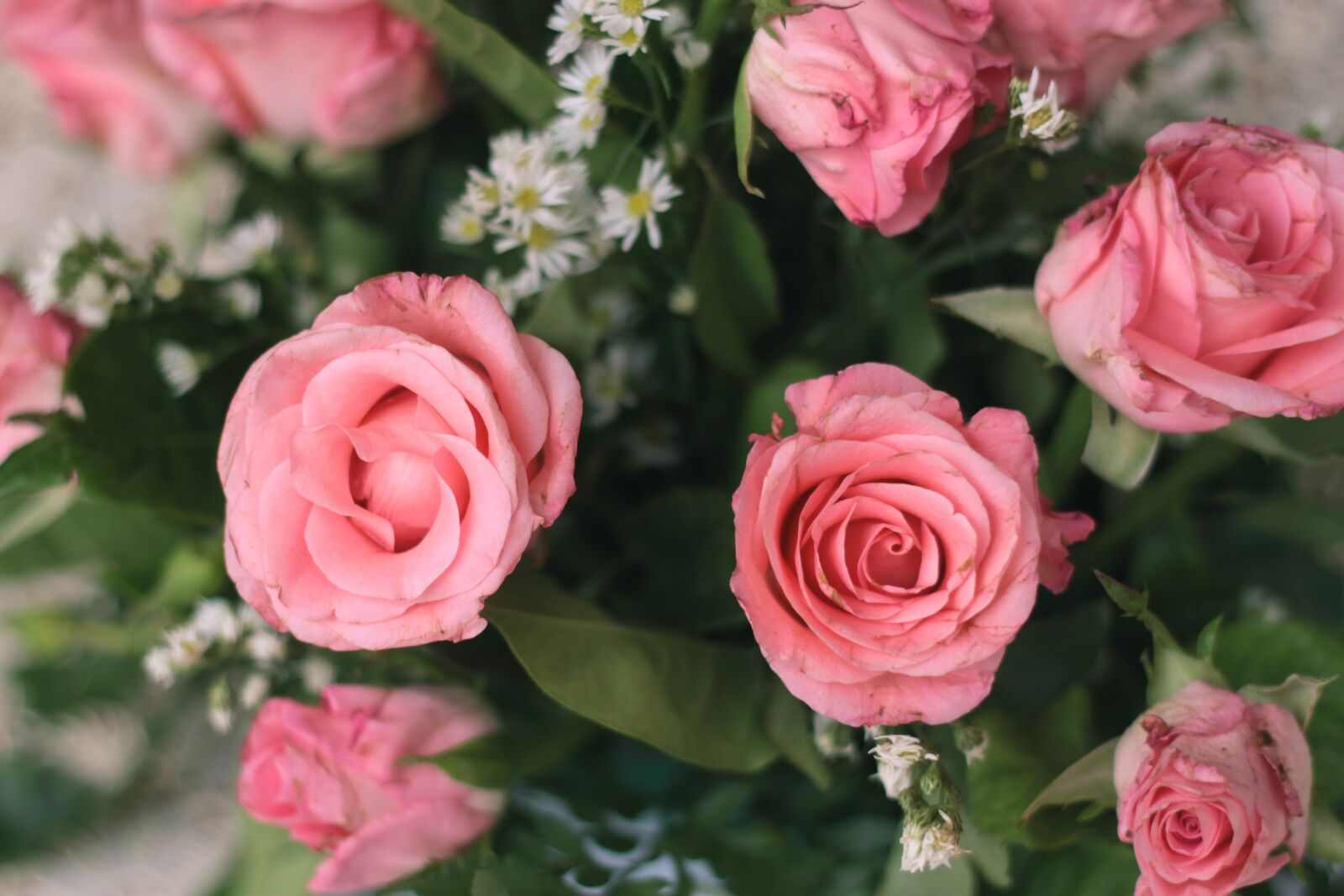 Canon EOS 500D (EOS Rebel T1i / EOS Kiss X3) + Canon EF 50mm F1.8 II sample photo. Rose, flowers, pink photography