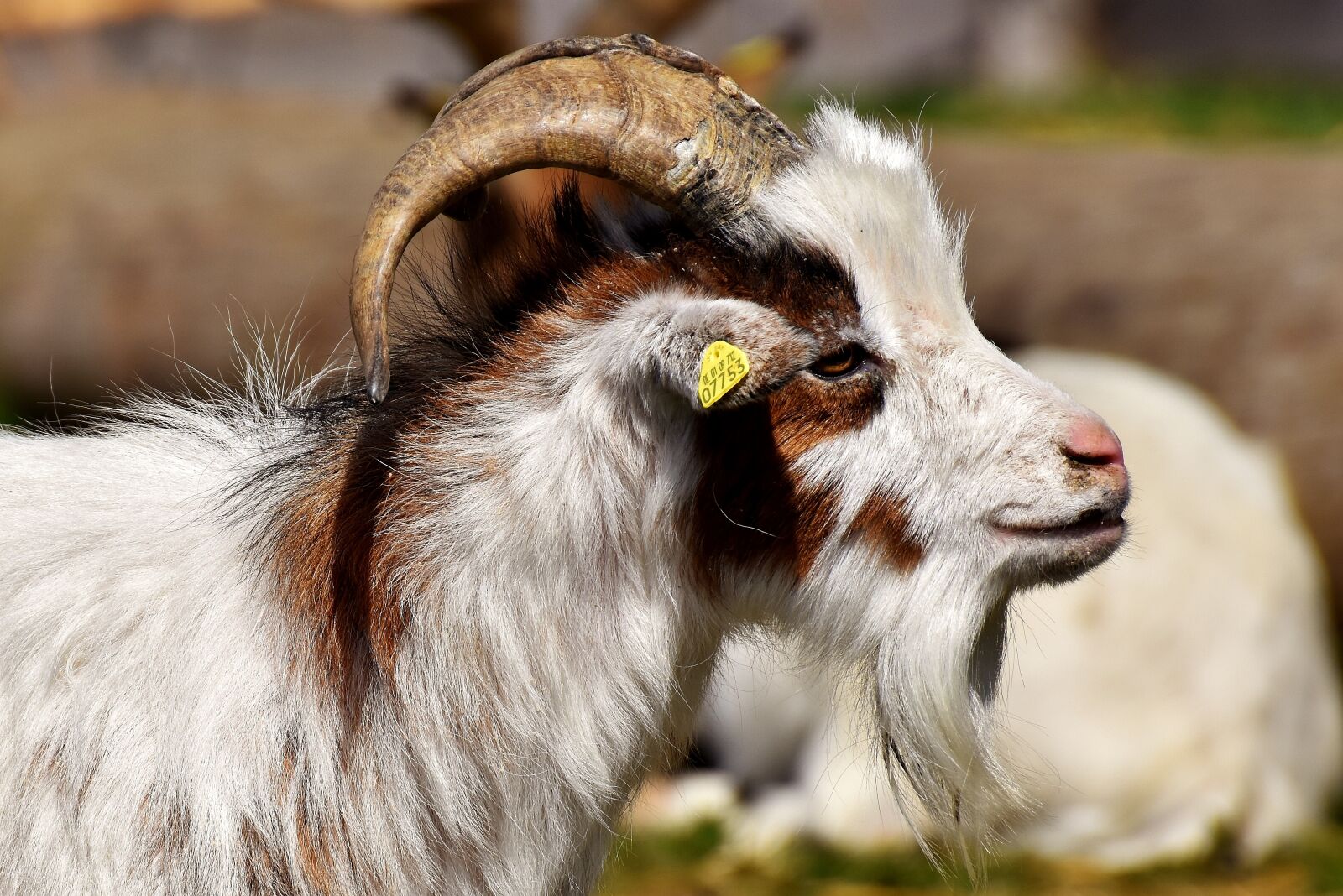 Nikon D7200 sample photo. Billy goat, goats, animal photography