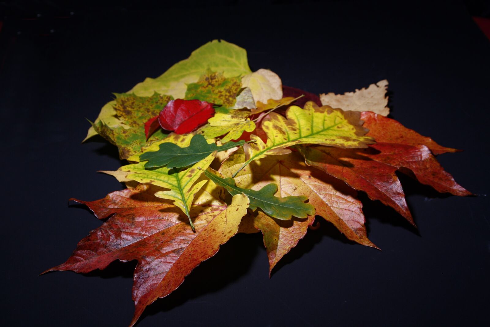 Canon EOS 1000D (EOS Digital Rebel XS / EOS Kiss F) sample photo. Leaves, fall foliage, colorful photography