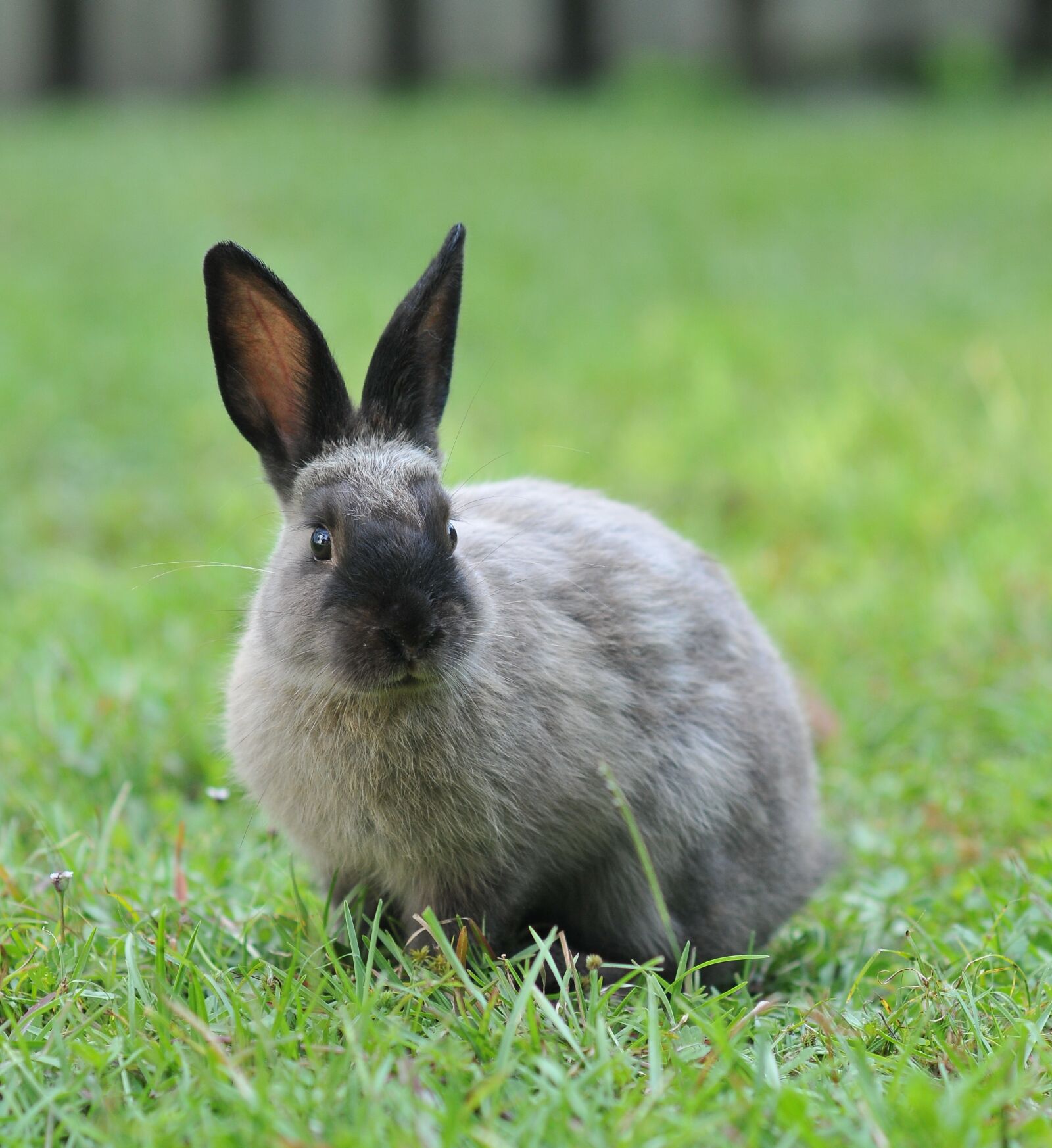 Nikon D300S sample photo. Bunny, rabbit, easter photography