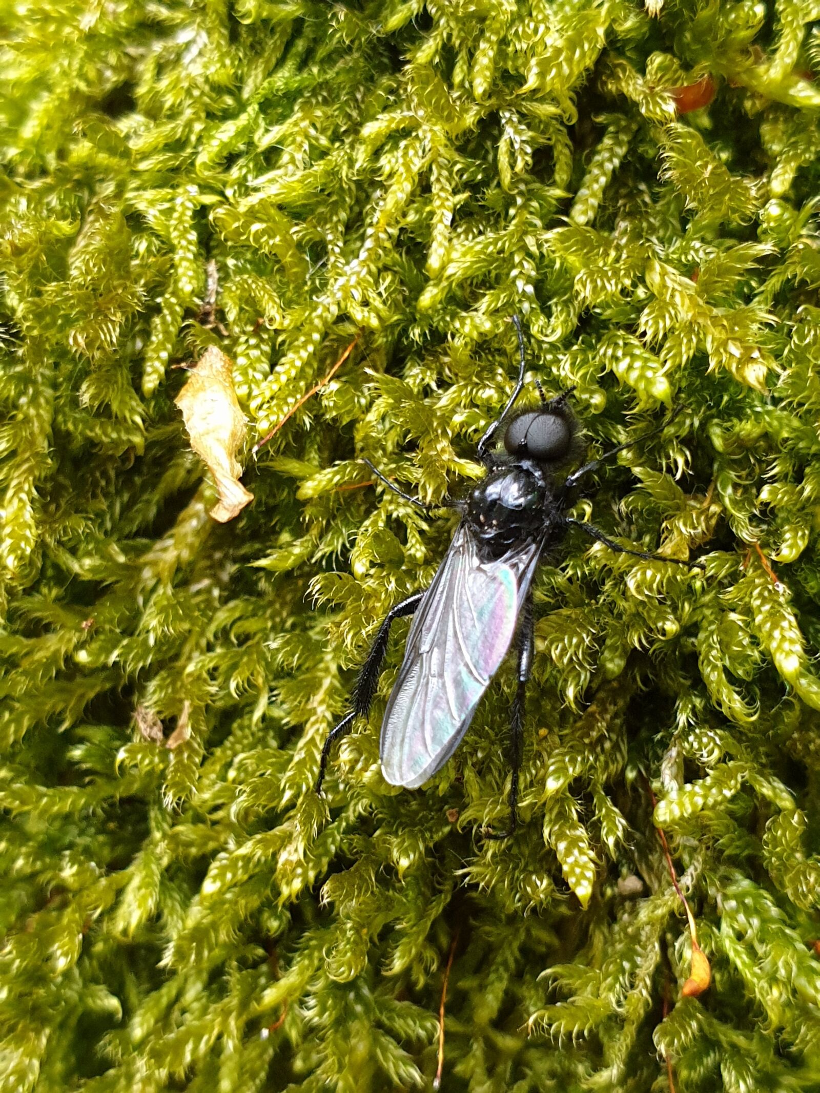 Samsung Galaxy Note9 sample photo. Fly, insect, nature photography