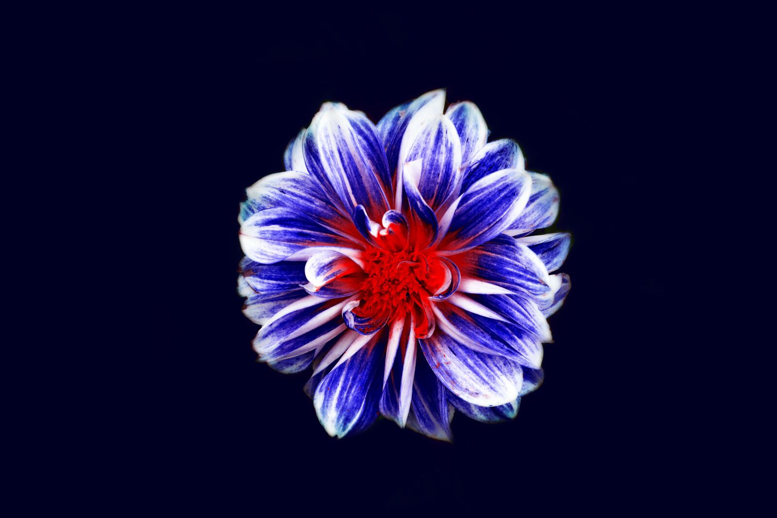 Nikon D3100 sample photo. Bloom, blossom, flora photography
