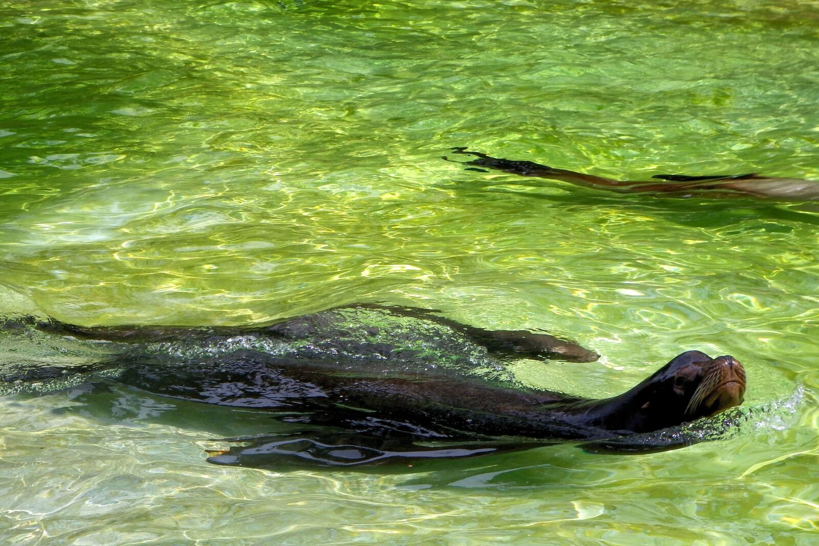 Fujifilm FinePix SL1000 sample photo. Seal, water, swim photography