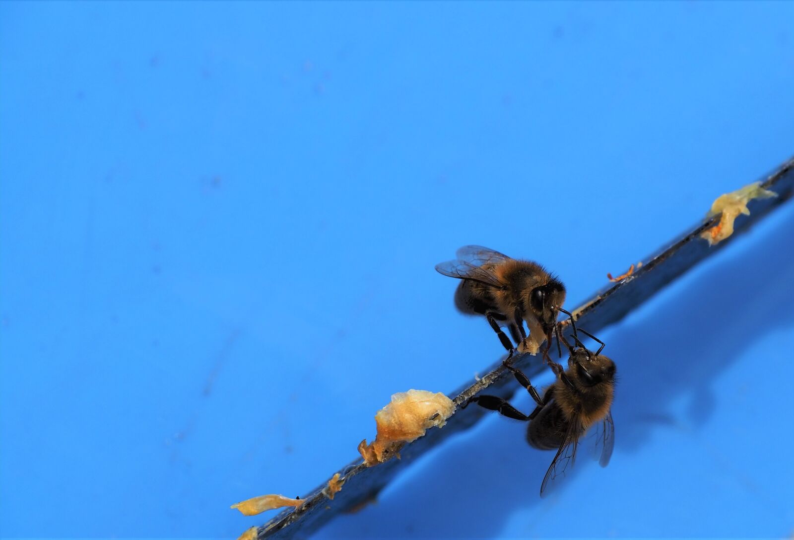Olympus OM-D E-M10 III sample photo. Bees, wax, hive photography