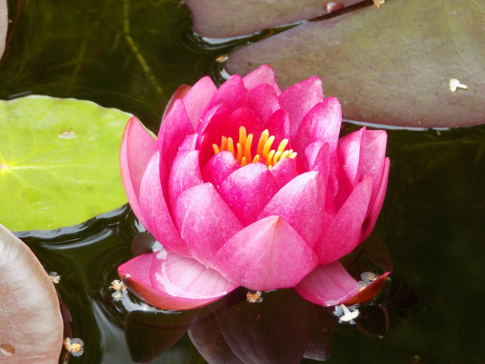 Nikon COOLPIX L340 sample photo. Water lily, pink, beautiful photography