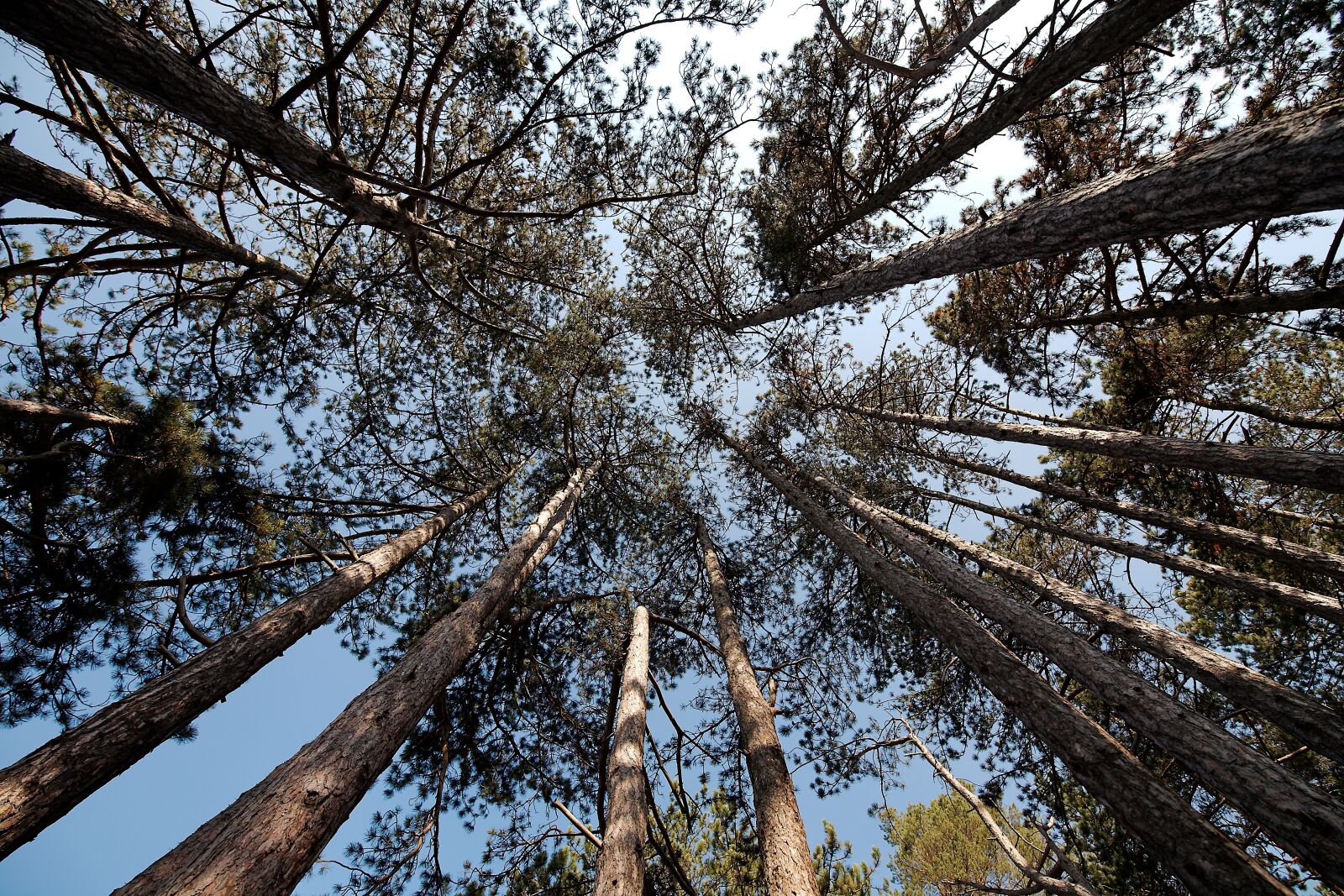 Canon EOS 5D sample photo. Tree, wood, nature photography