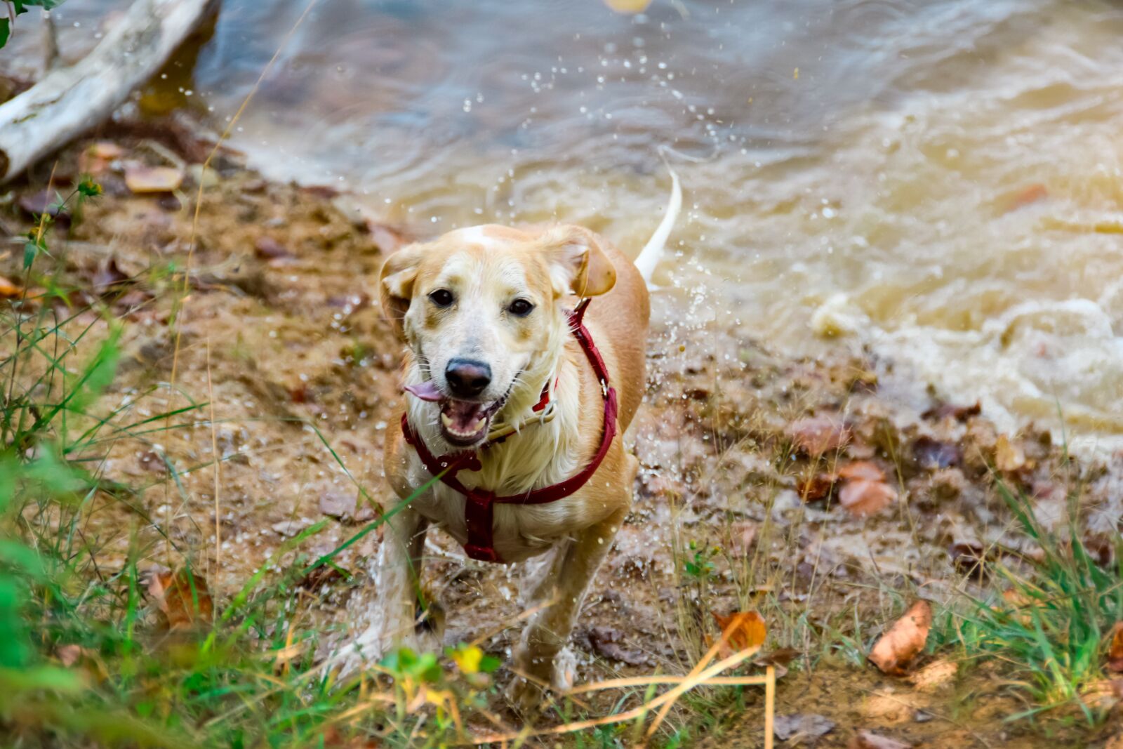 Nikon D5300 sample photo. Dog, puppy, pet photography