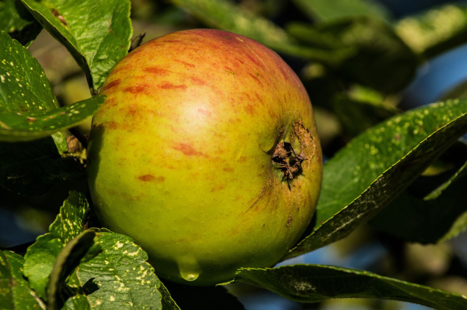 Sony SLT-A57 sample photo. Apple, close up, ripe photography