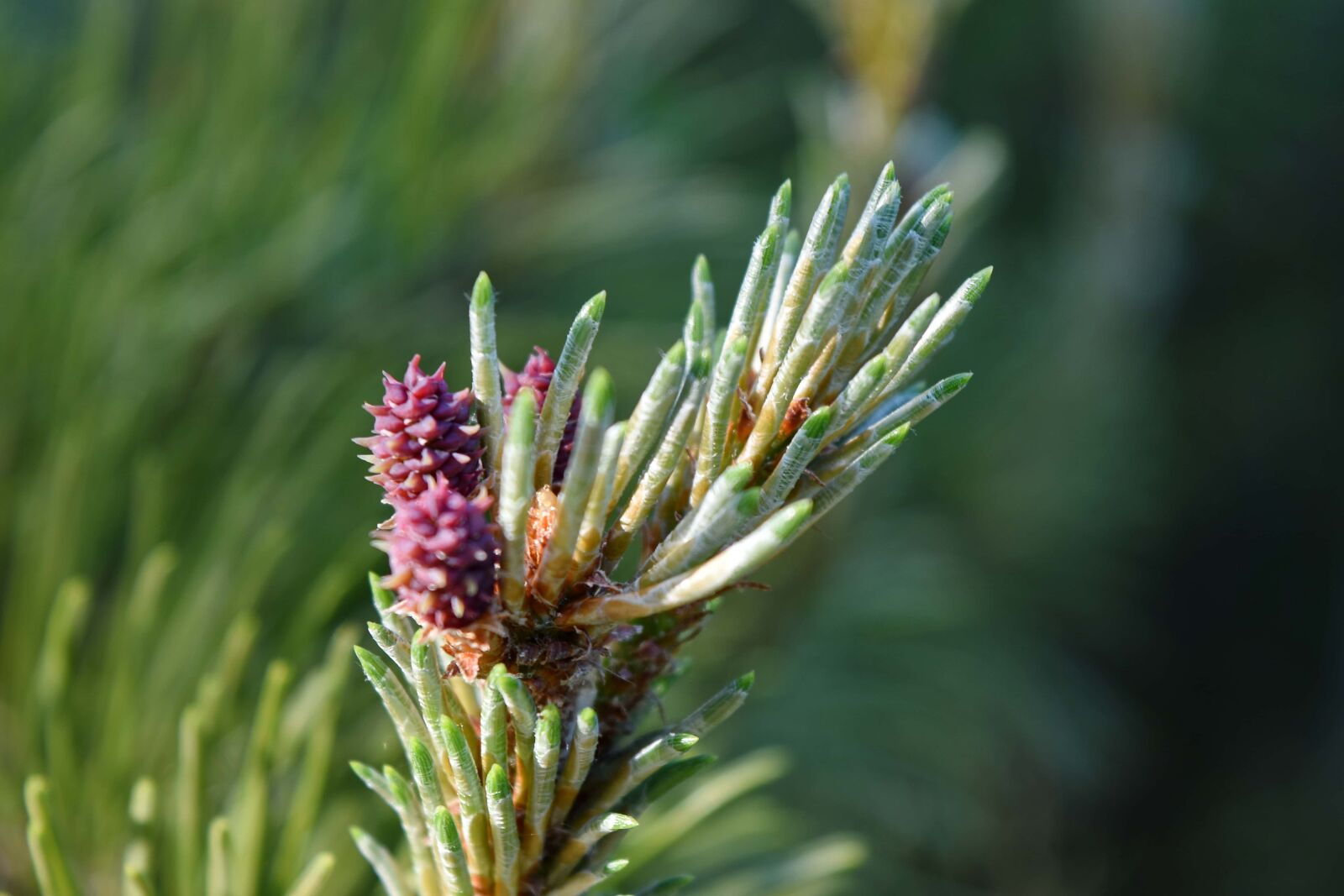 Nikon D5500 sample photo. Branches, conifers, spring time photography