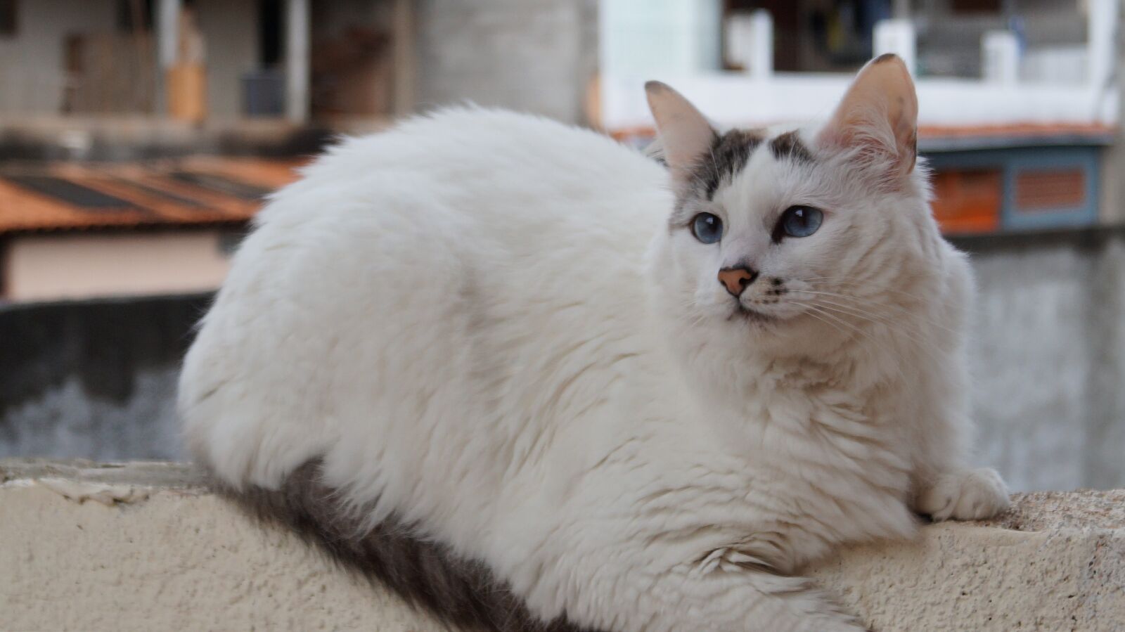 Sony DT 18-55mm F3.5-5.6 SAM II sample photo. Cat, look, feline look photography