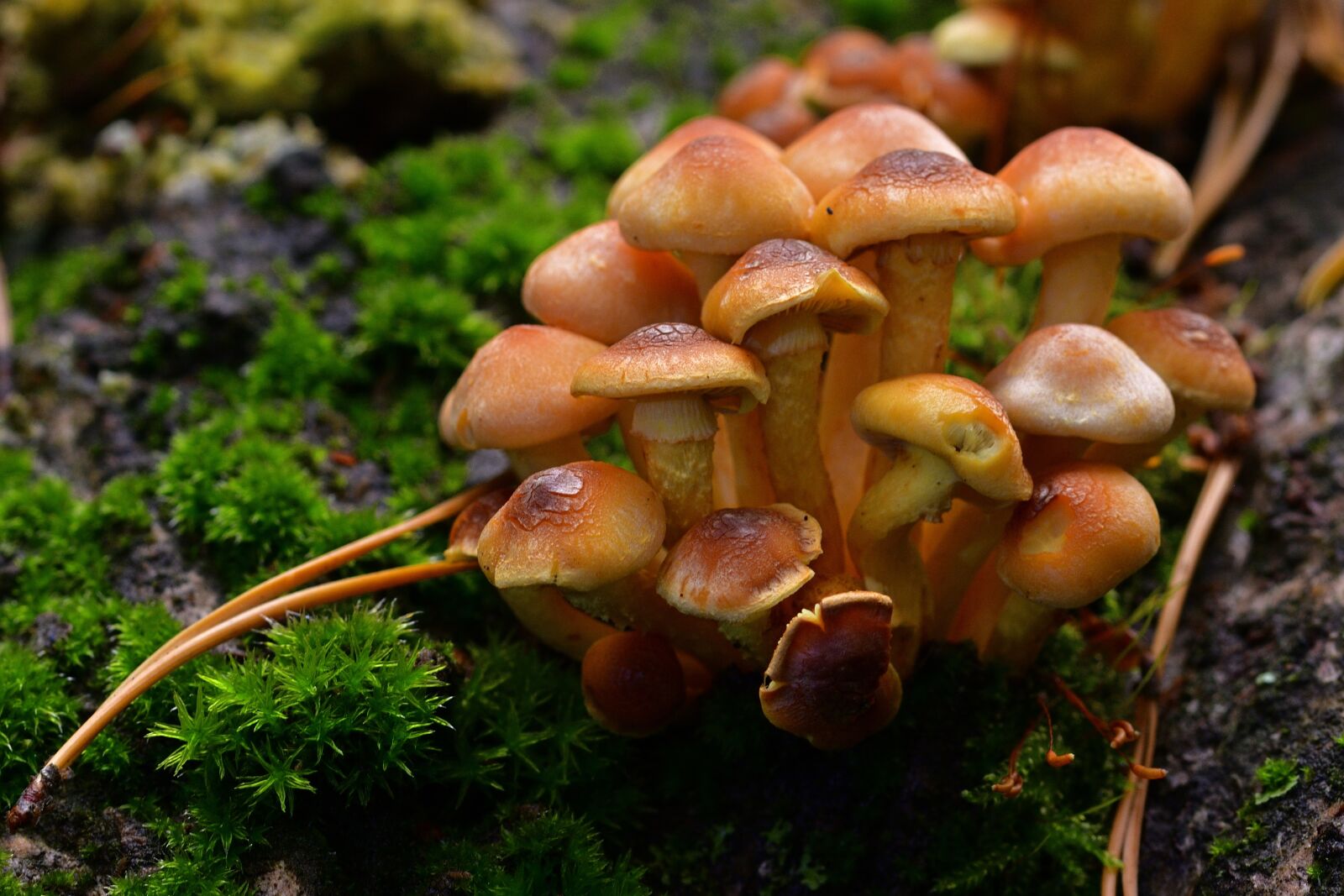 Nikon D5200 sample photo. Forest, nature, small mushrooms photography